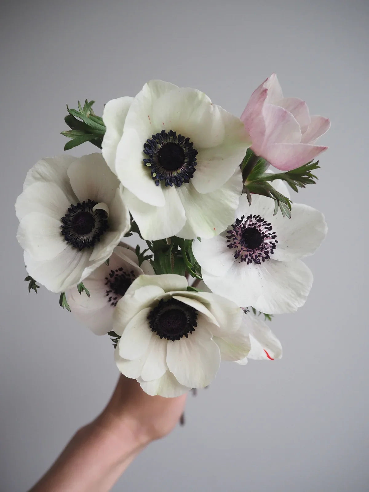 How to grow ranunculus and anemones