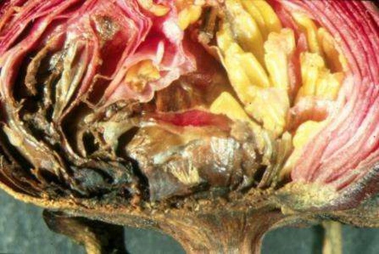 Botrytis and Nematodes in Peonies: Identification and Prevention