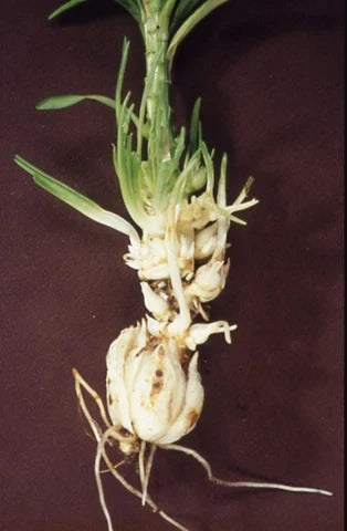 Crown gall or leafy gall...?