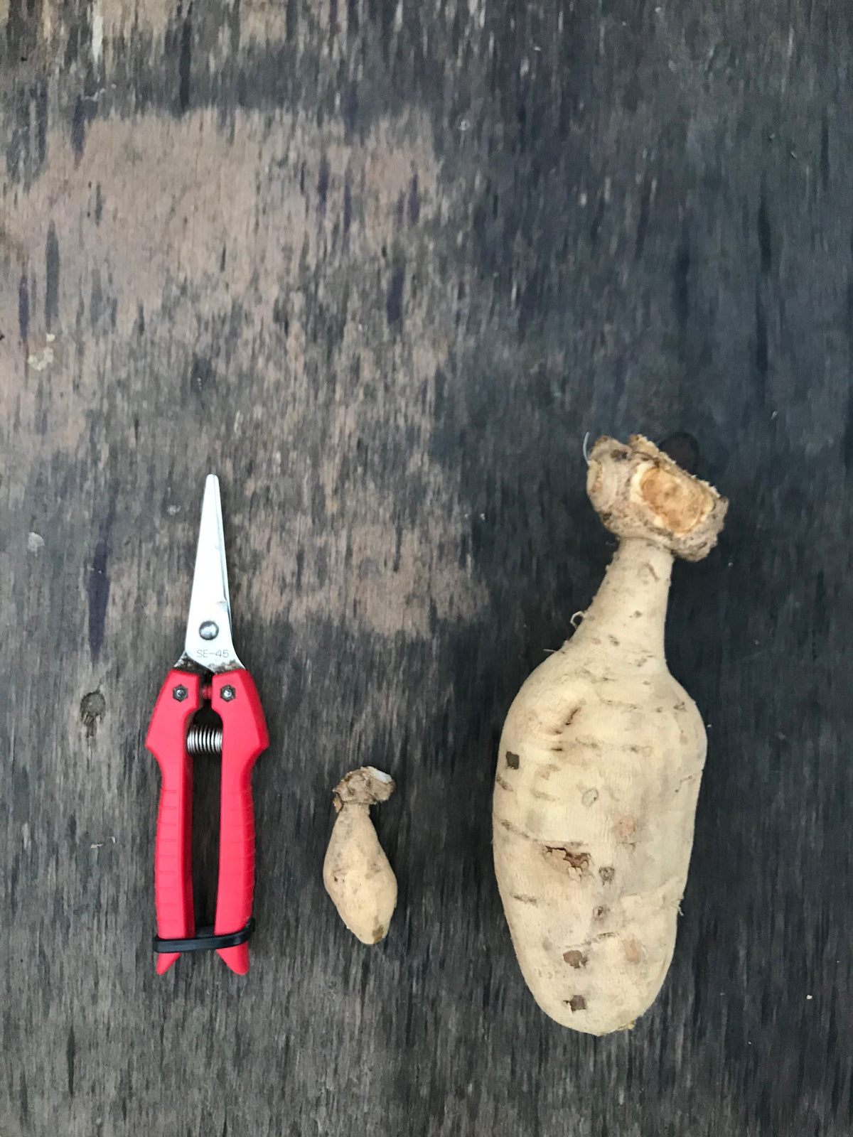 Dahlia FAQs : Getting Started
