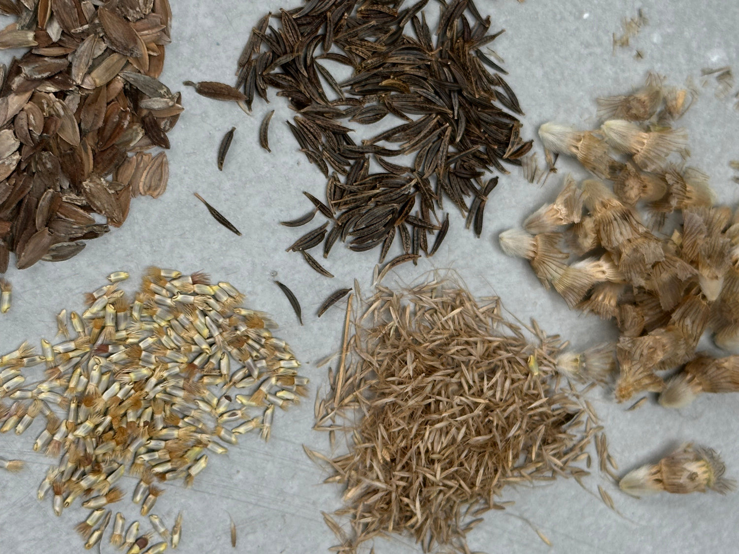 About seeds - useful tricks to store and germinate your seeds