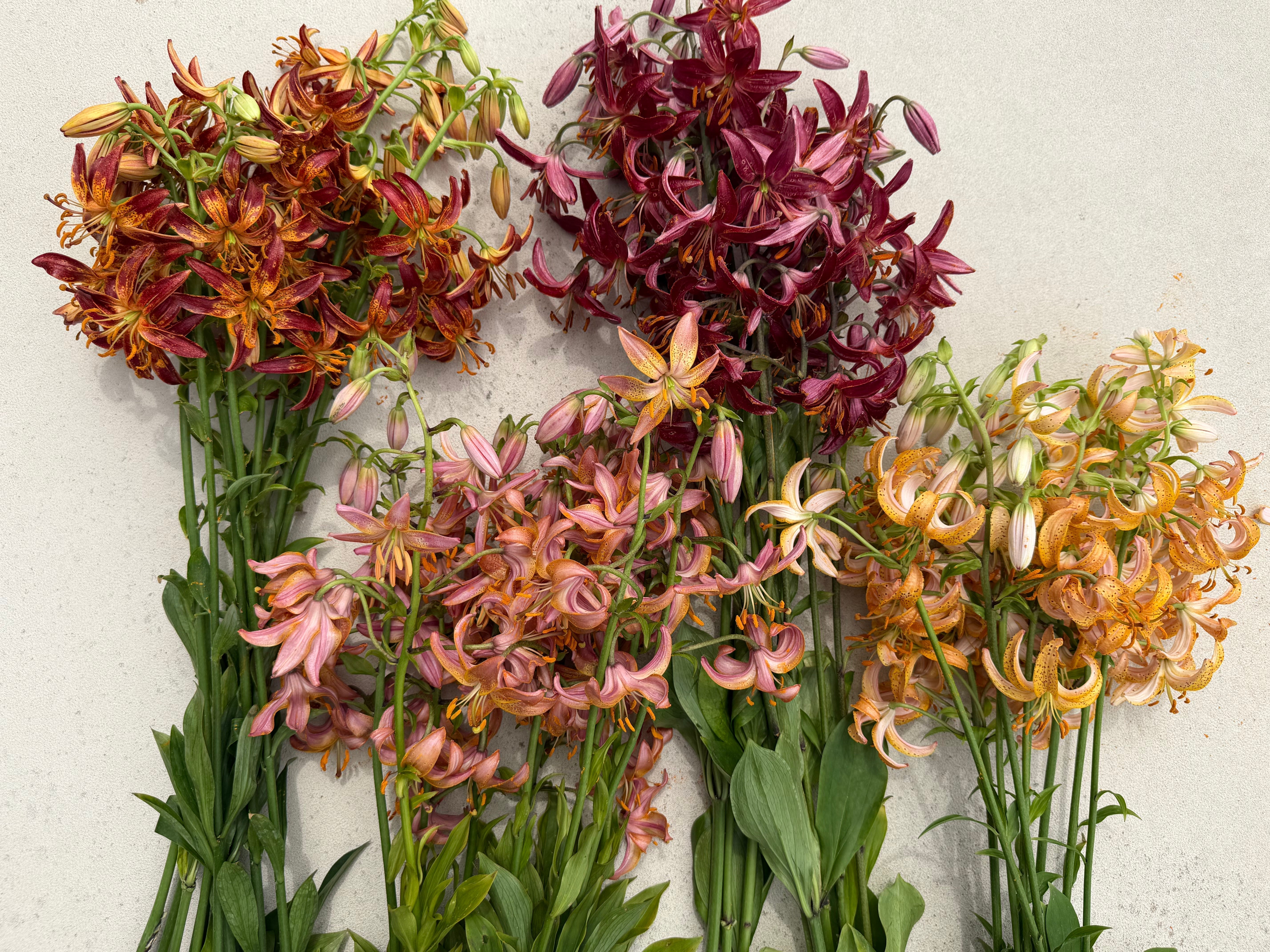 Tips for growing martagon lilies