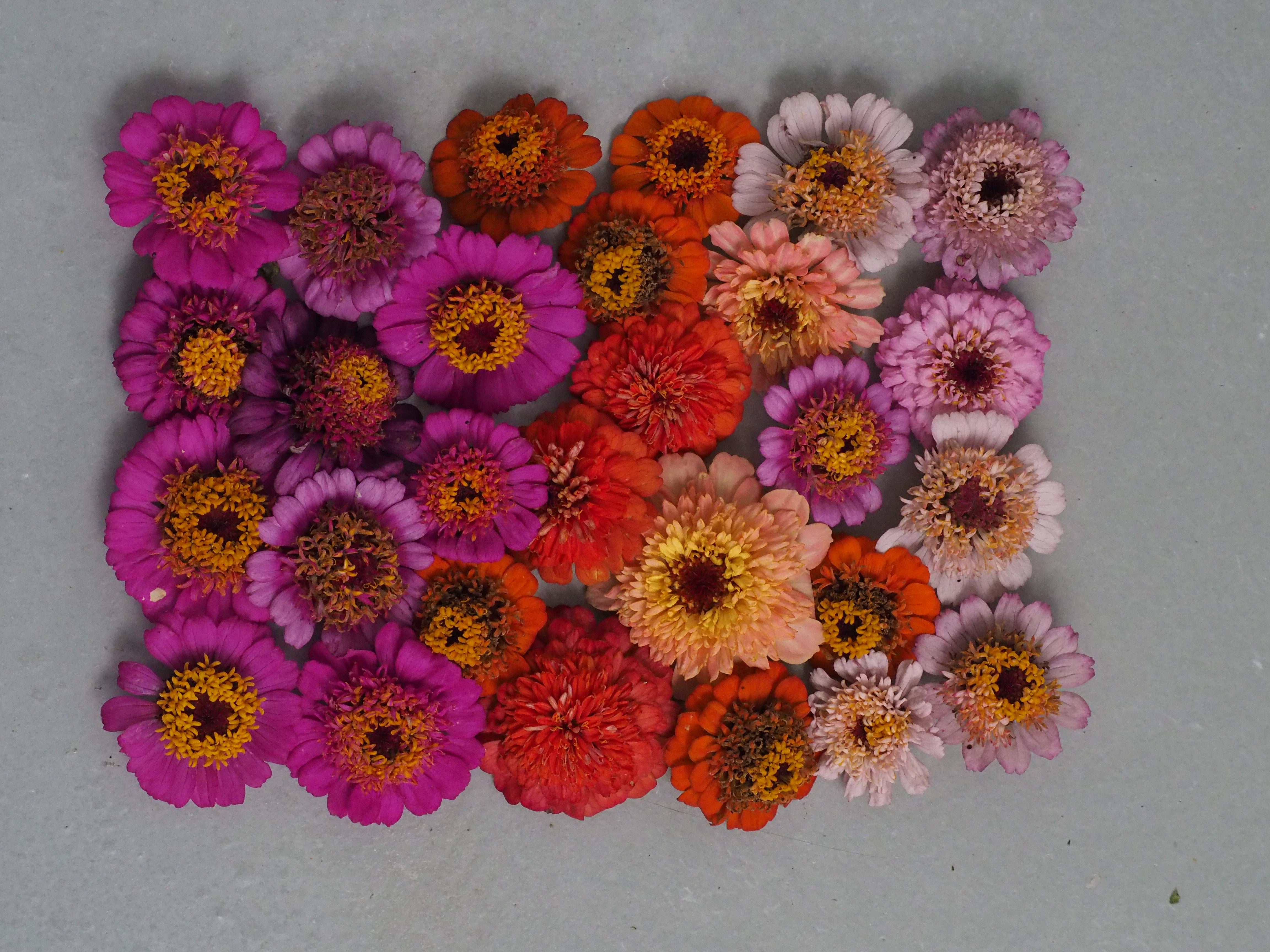 Seeds