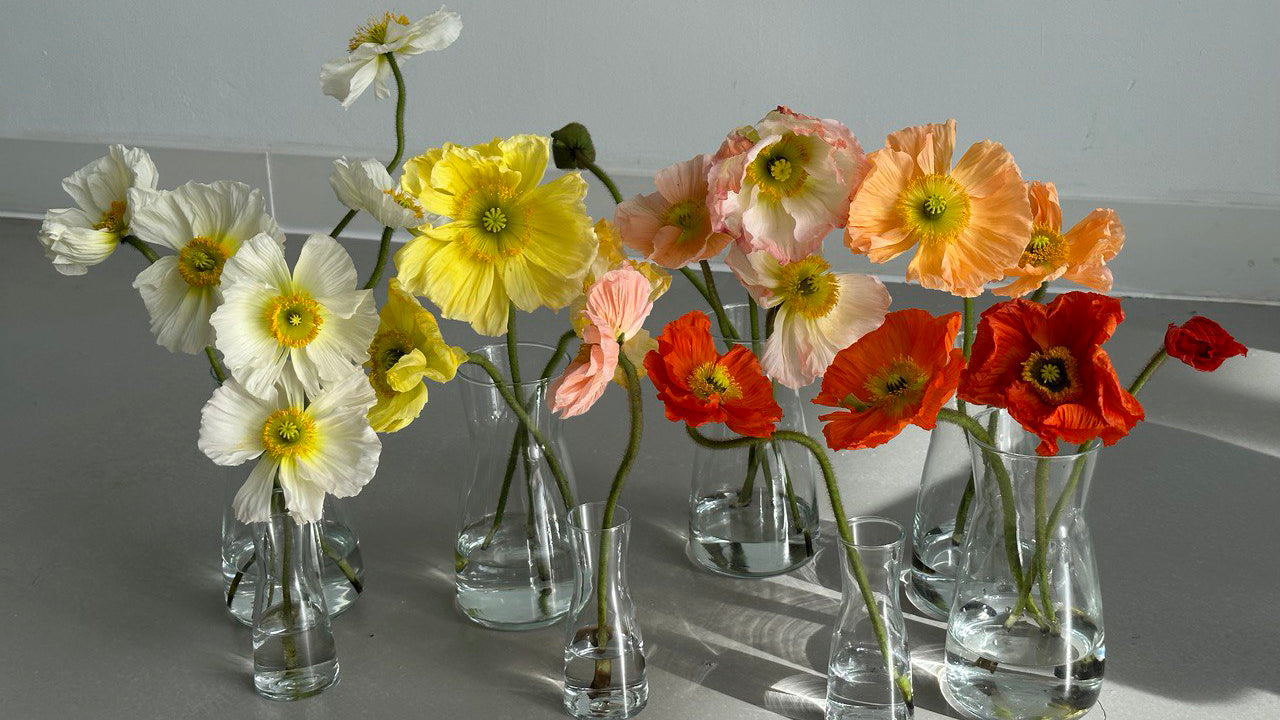 Poppies