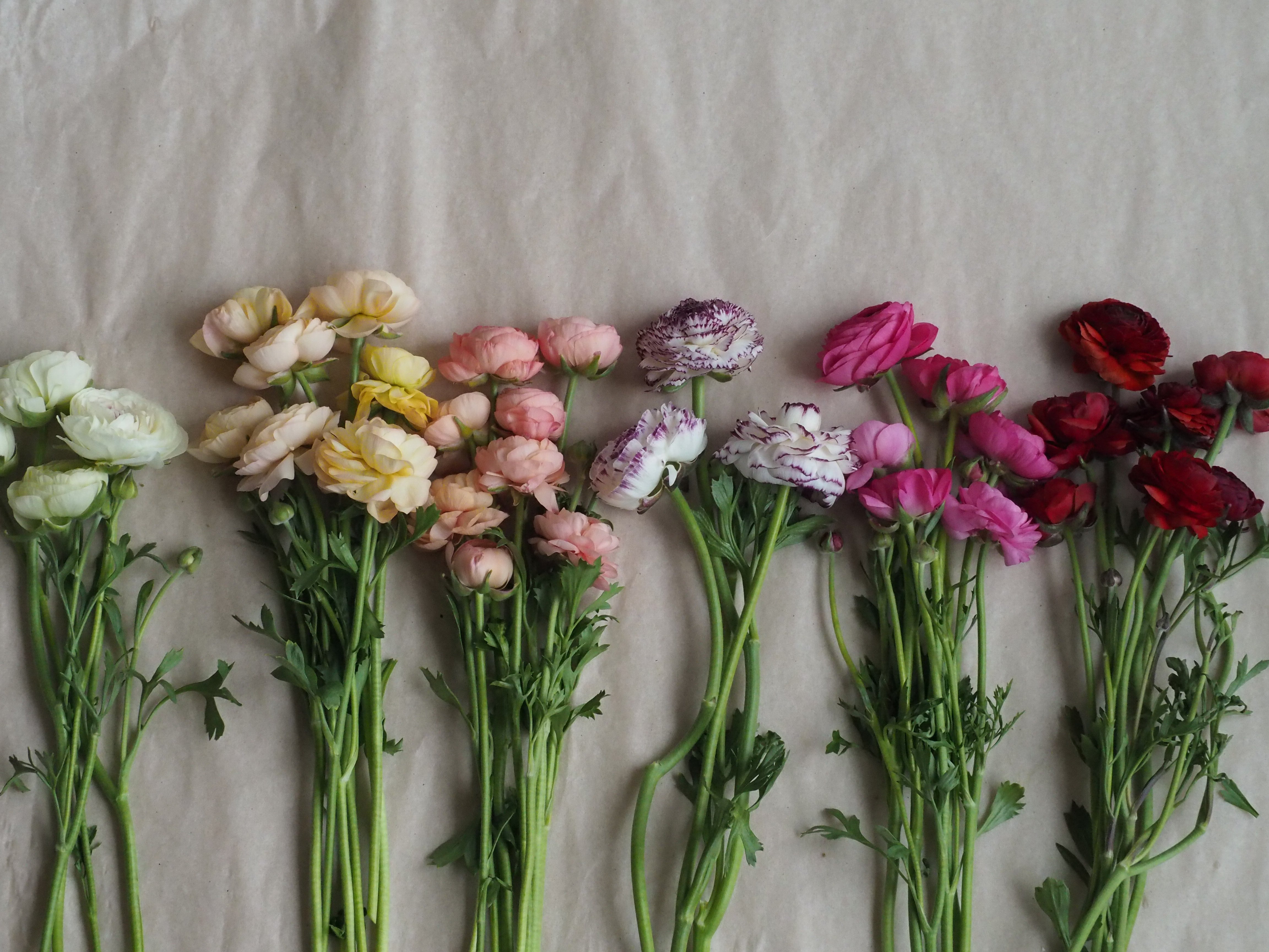 Ranunculus & Anemones