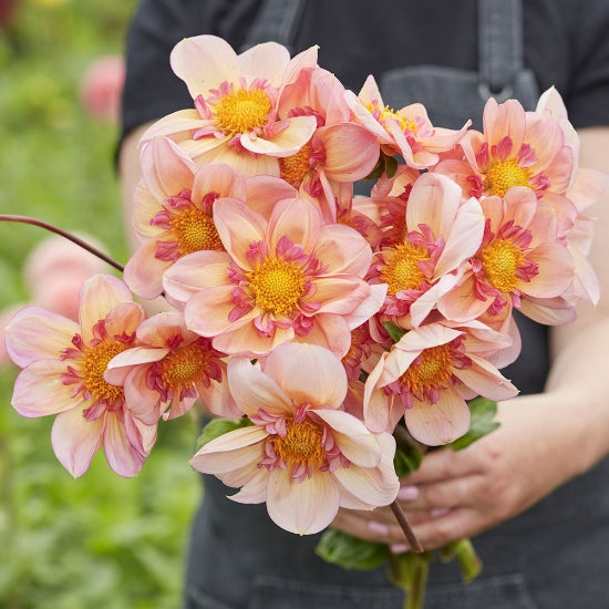 Dahlia Campus Nature Metier