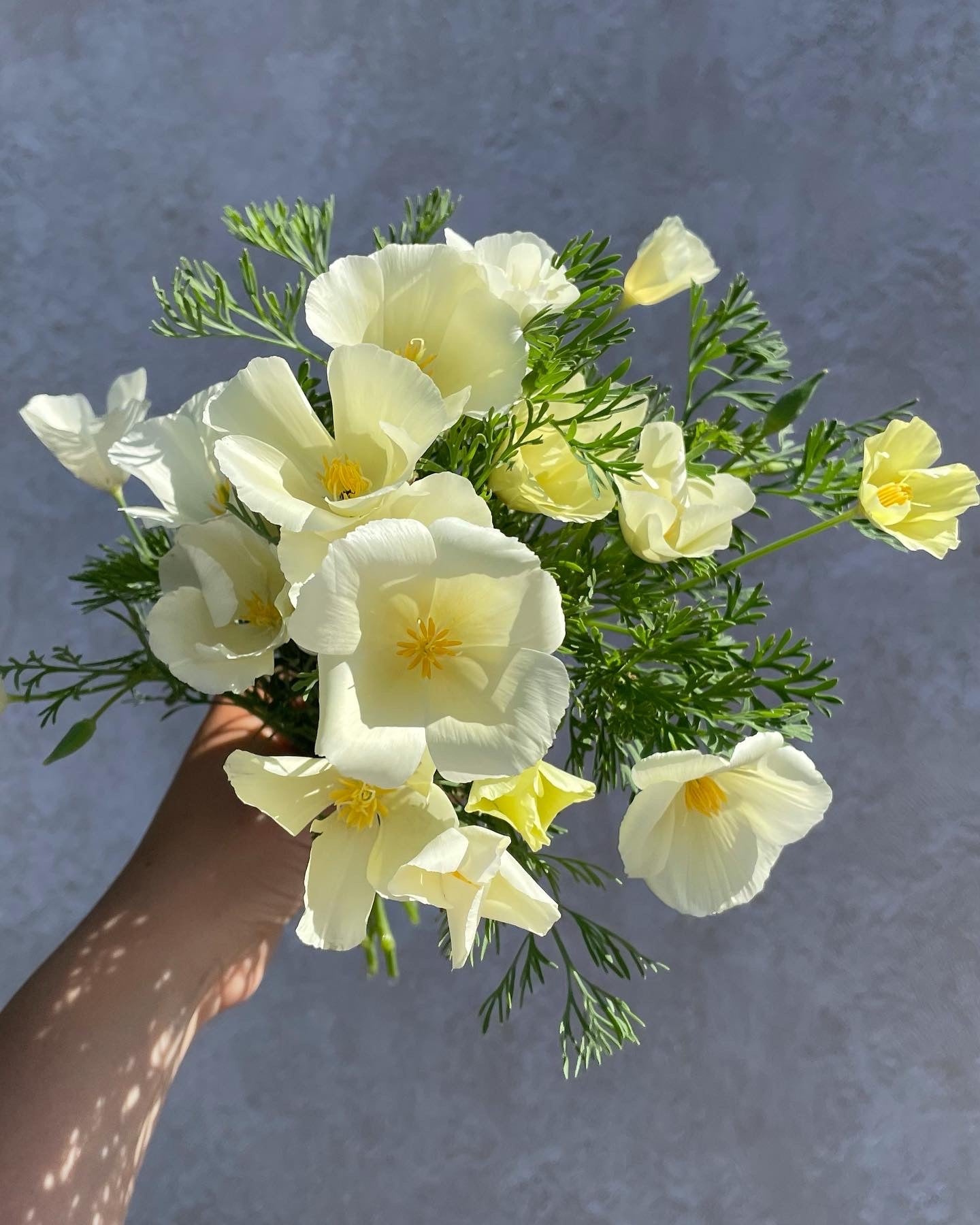 California Poppy Ivory Castle (Eschscholzia)