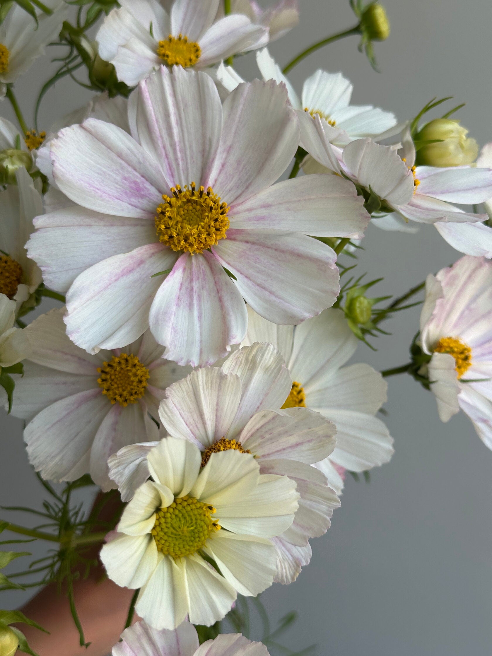 Cosmos Daydream