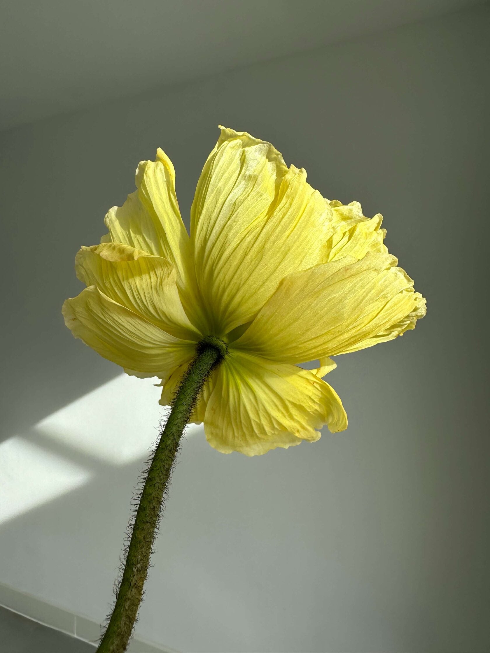 Iceland Poppy Colibri Soft Yellow