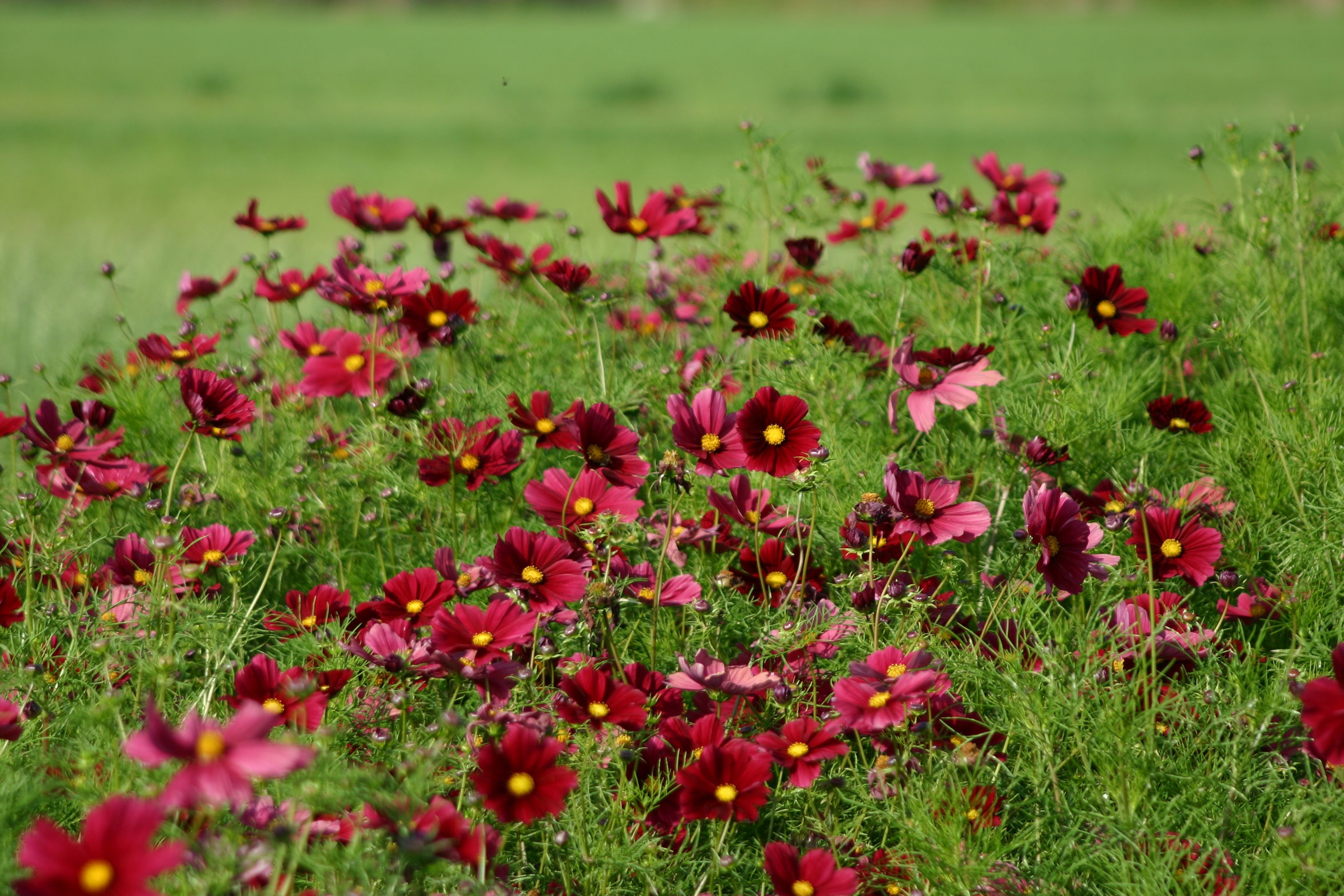 Cosmos Rubenza