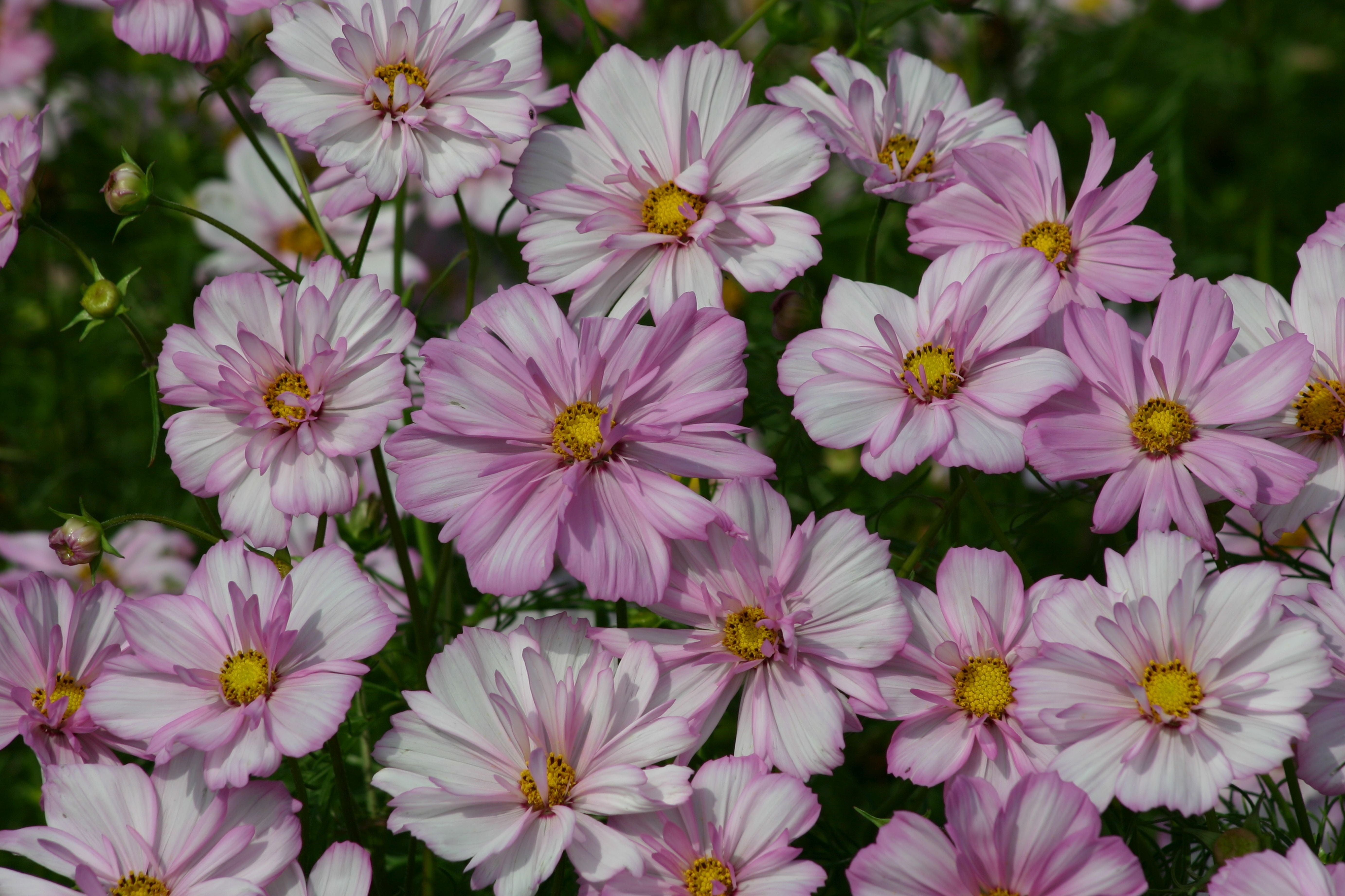 Cosmos Cosimo Collarette