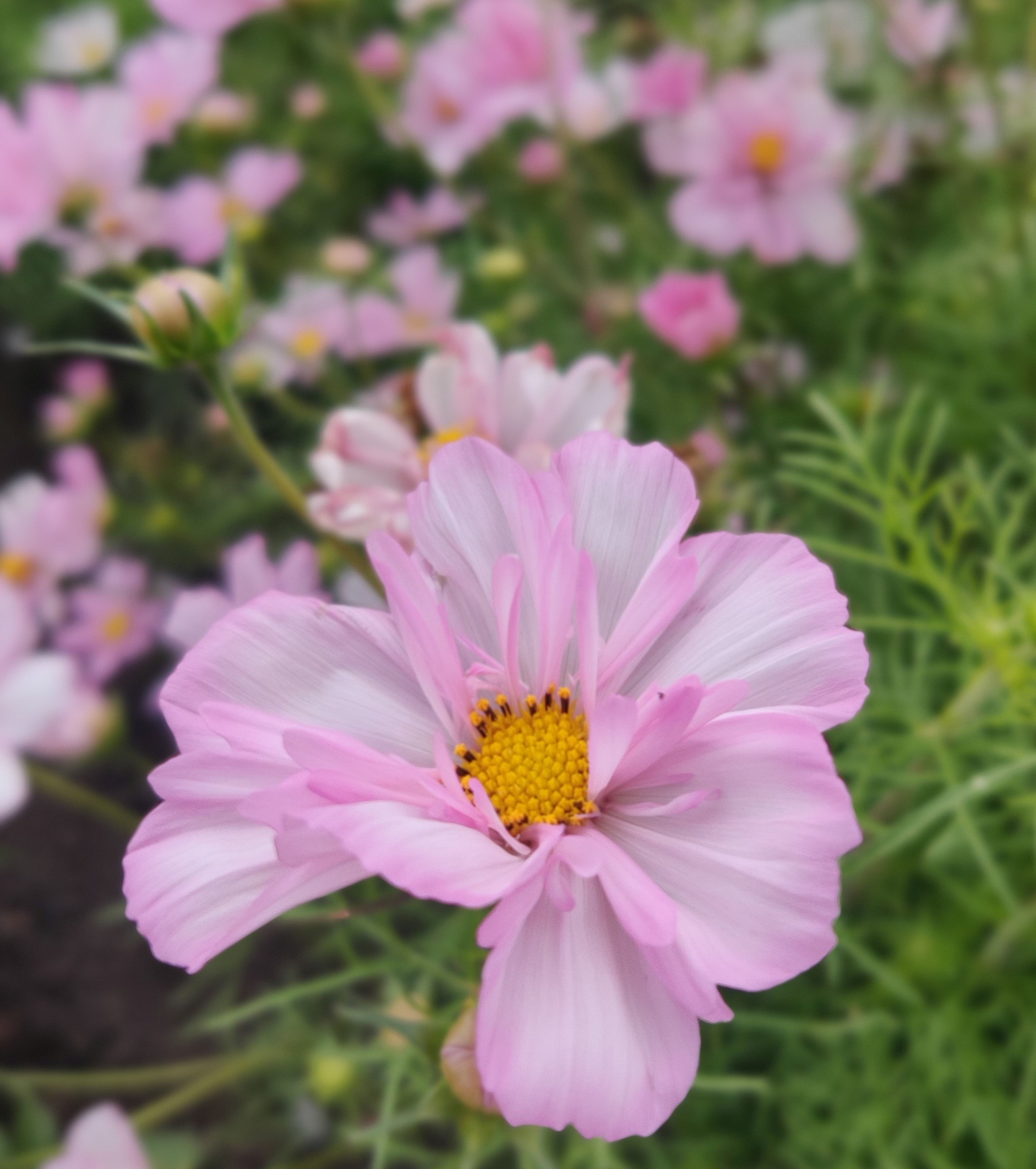 Cosmos Cosimo Collarette