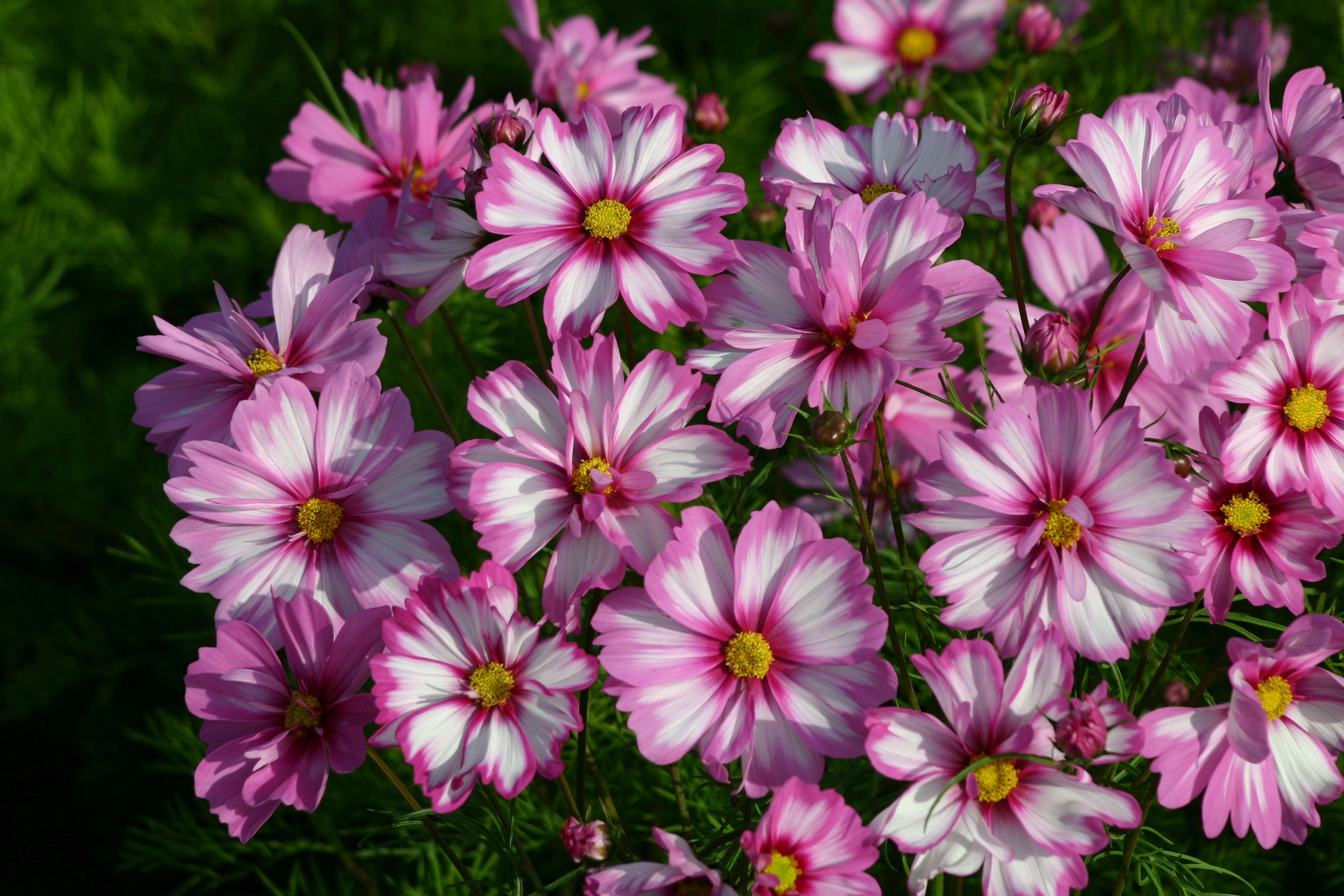Cosmos Capriola