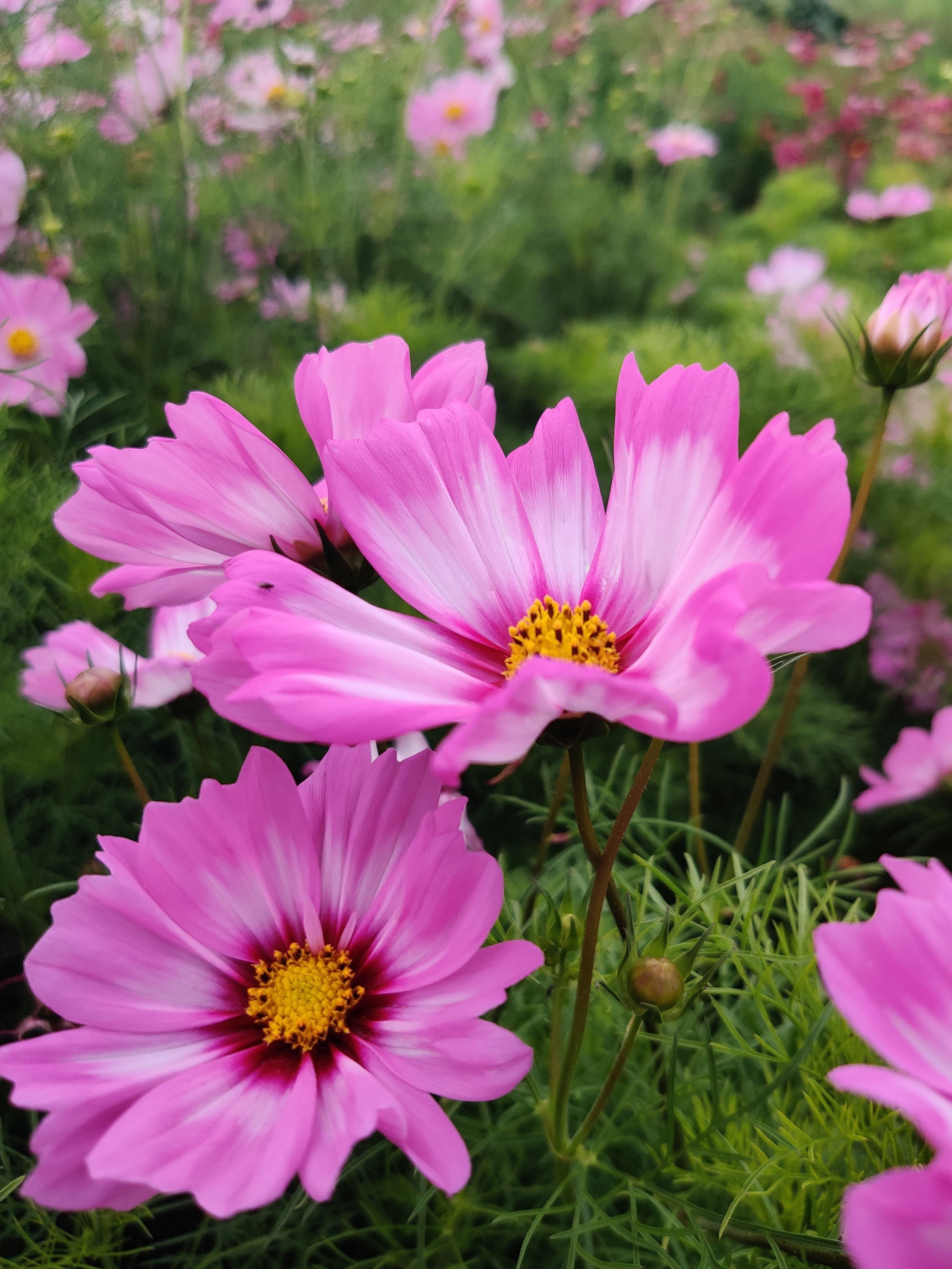 Cosmos Capriola