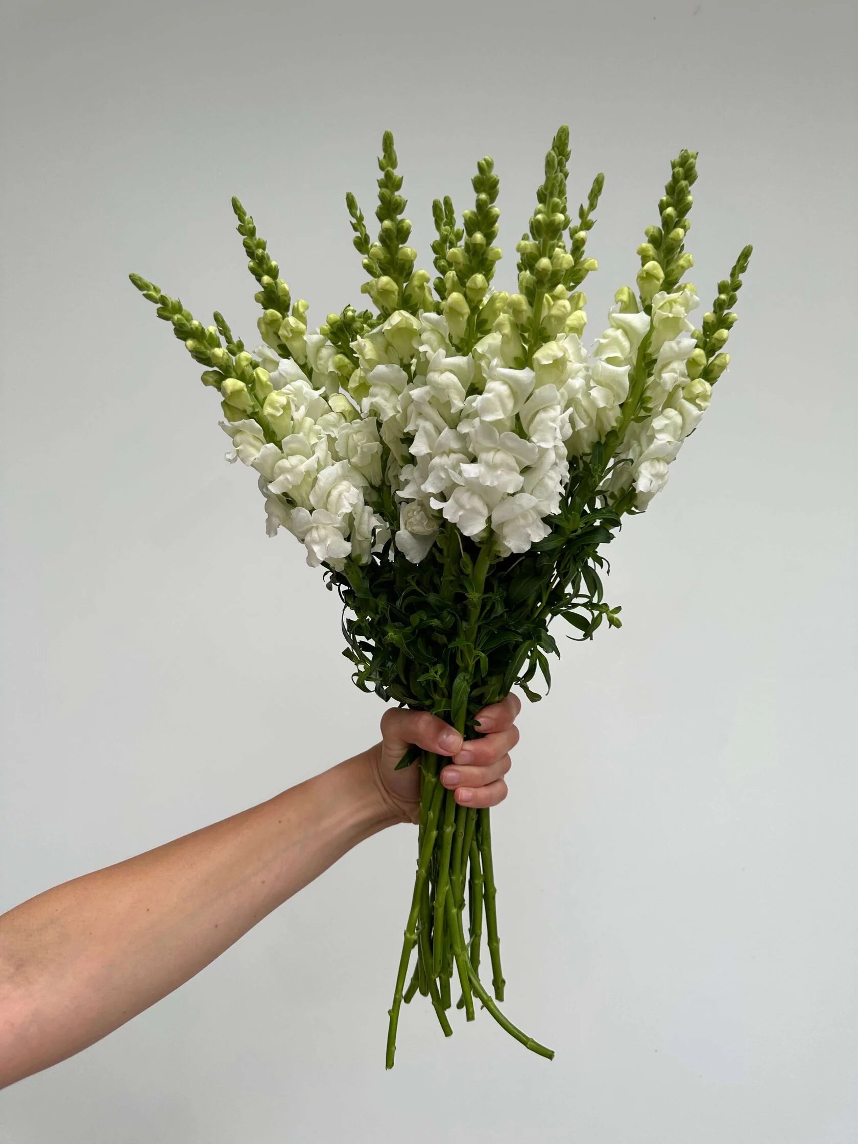Antirrhinum Costa Summer White