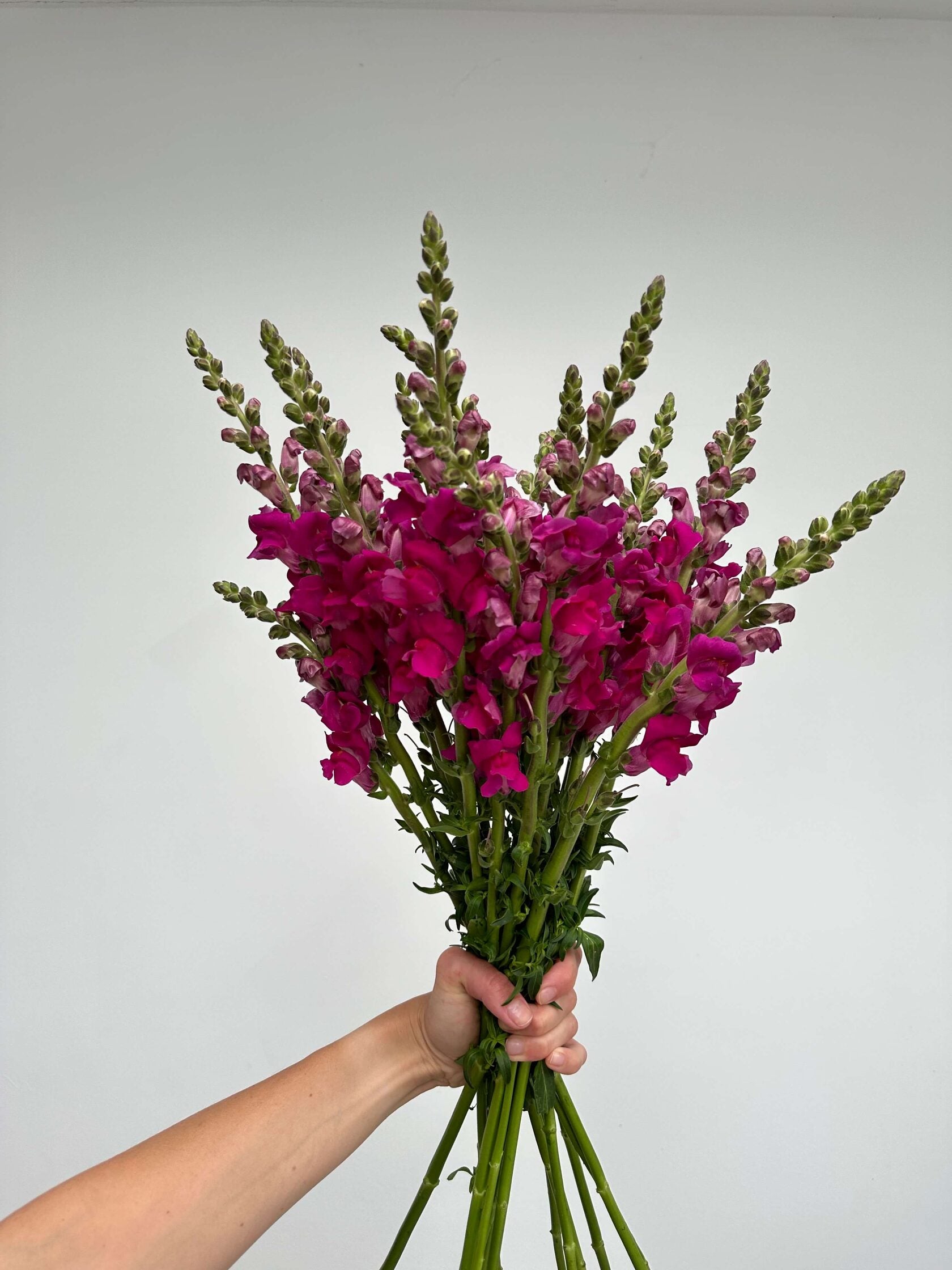 Antirrhinum Costa Summer Purple