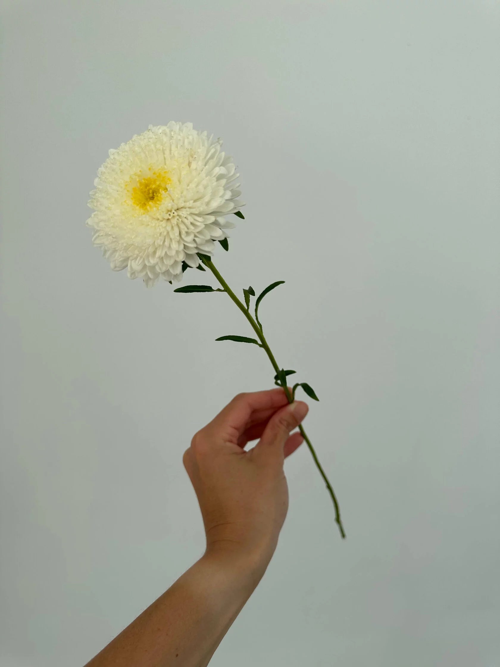 Aster Creamy White