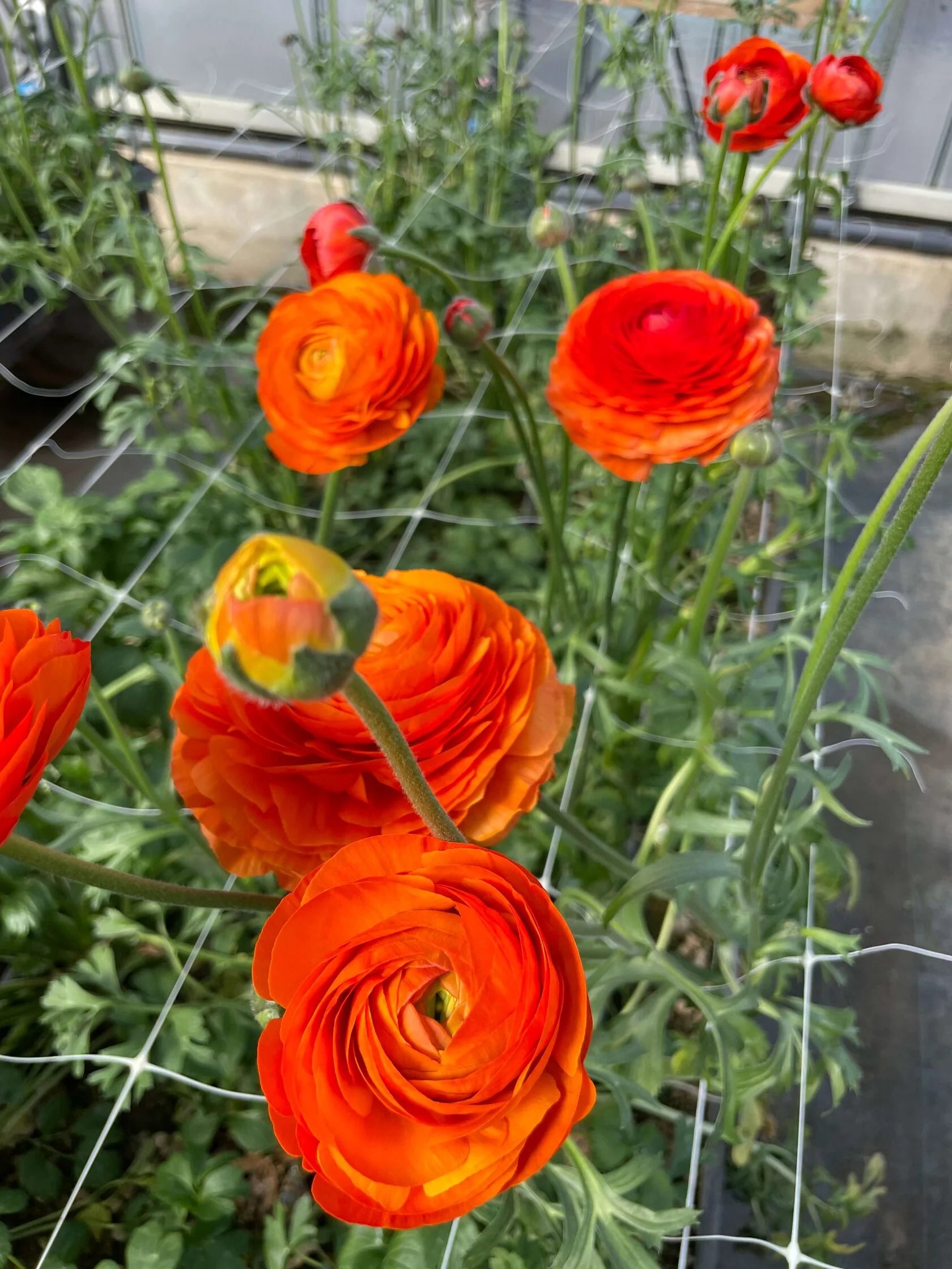 Ranunculus Clementine