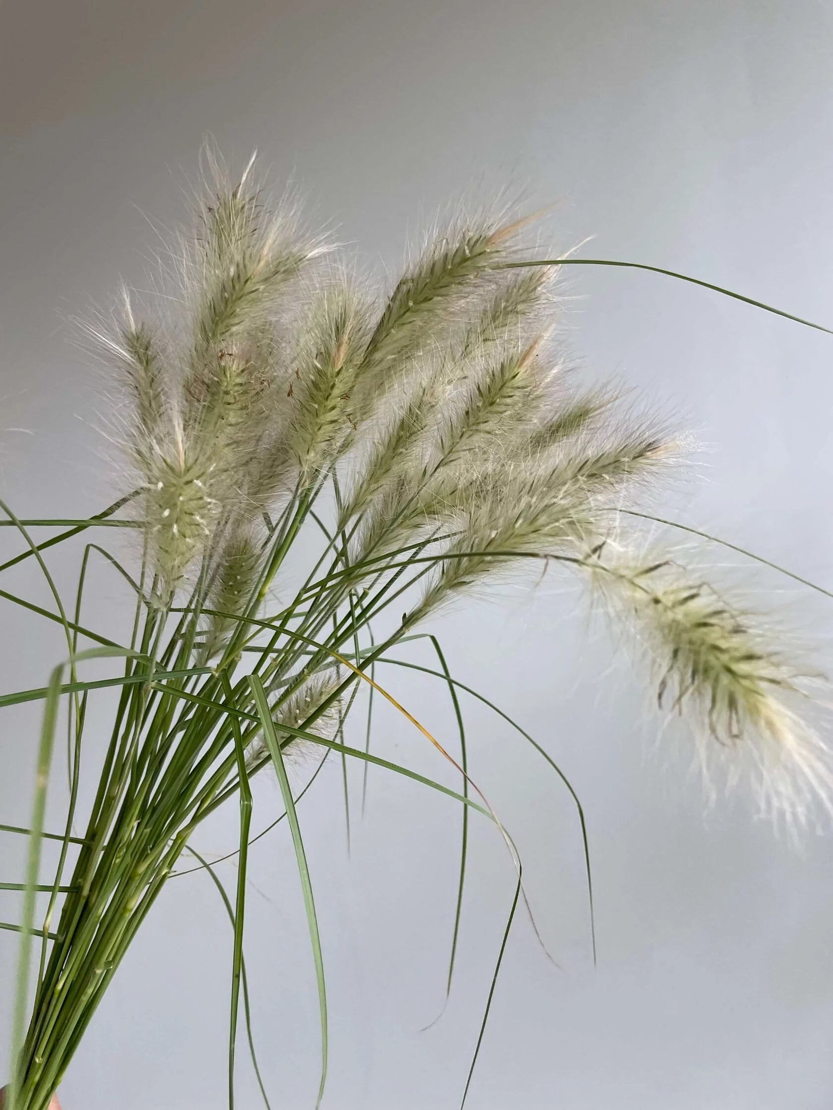 Pennisetum villosum Feathertop