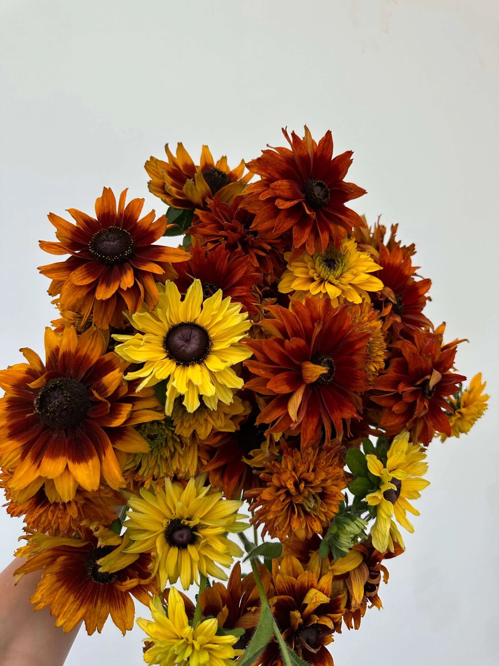 Rudbeckia Cherokee Sunset
