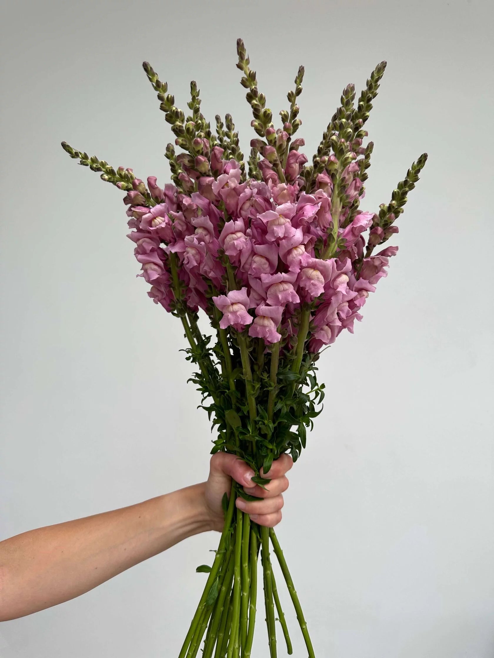 Antirrhinum Costa Summer Lavender