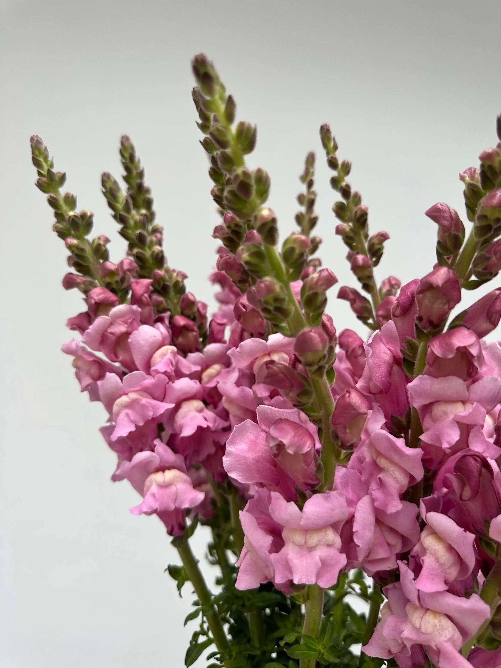 Antirrhinum Costa Summer Lavender