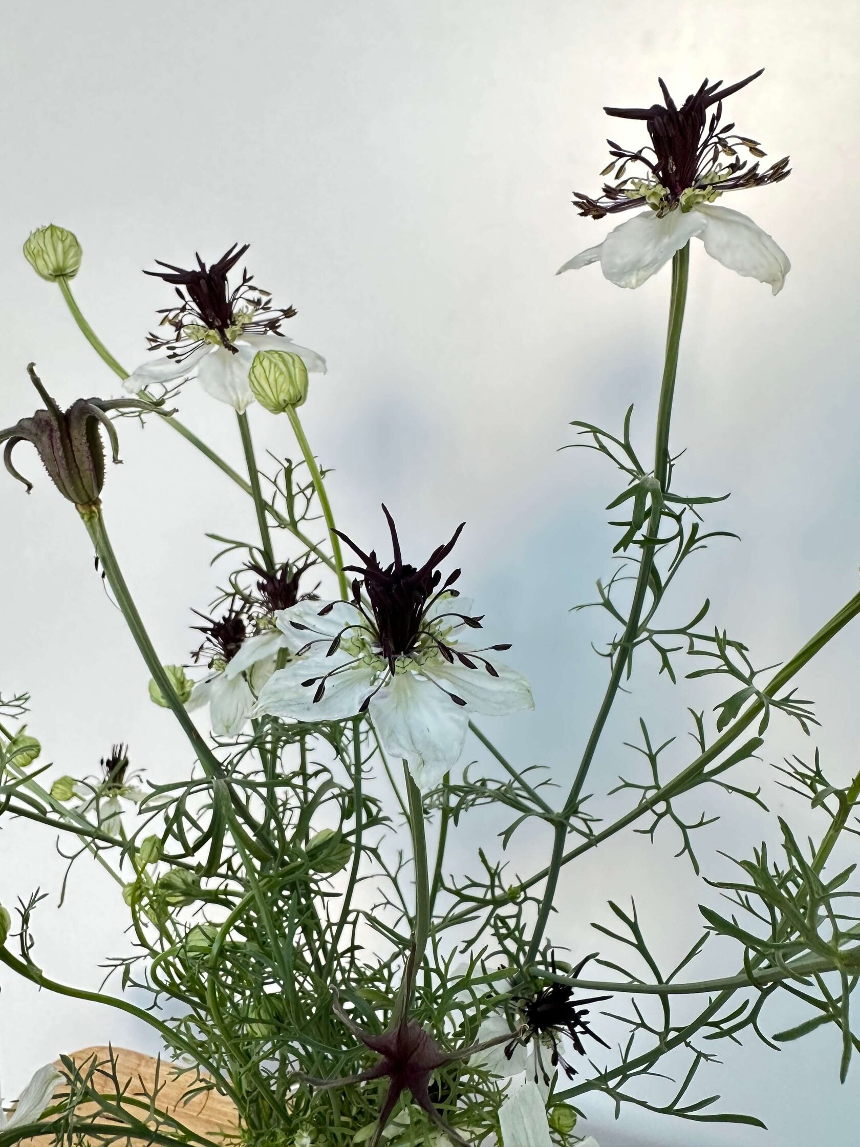 Nigella African Bride