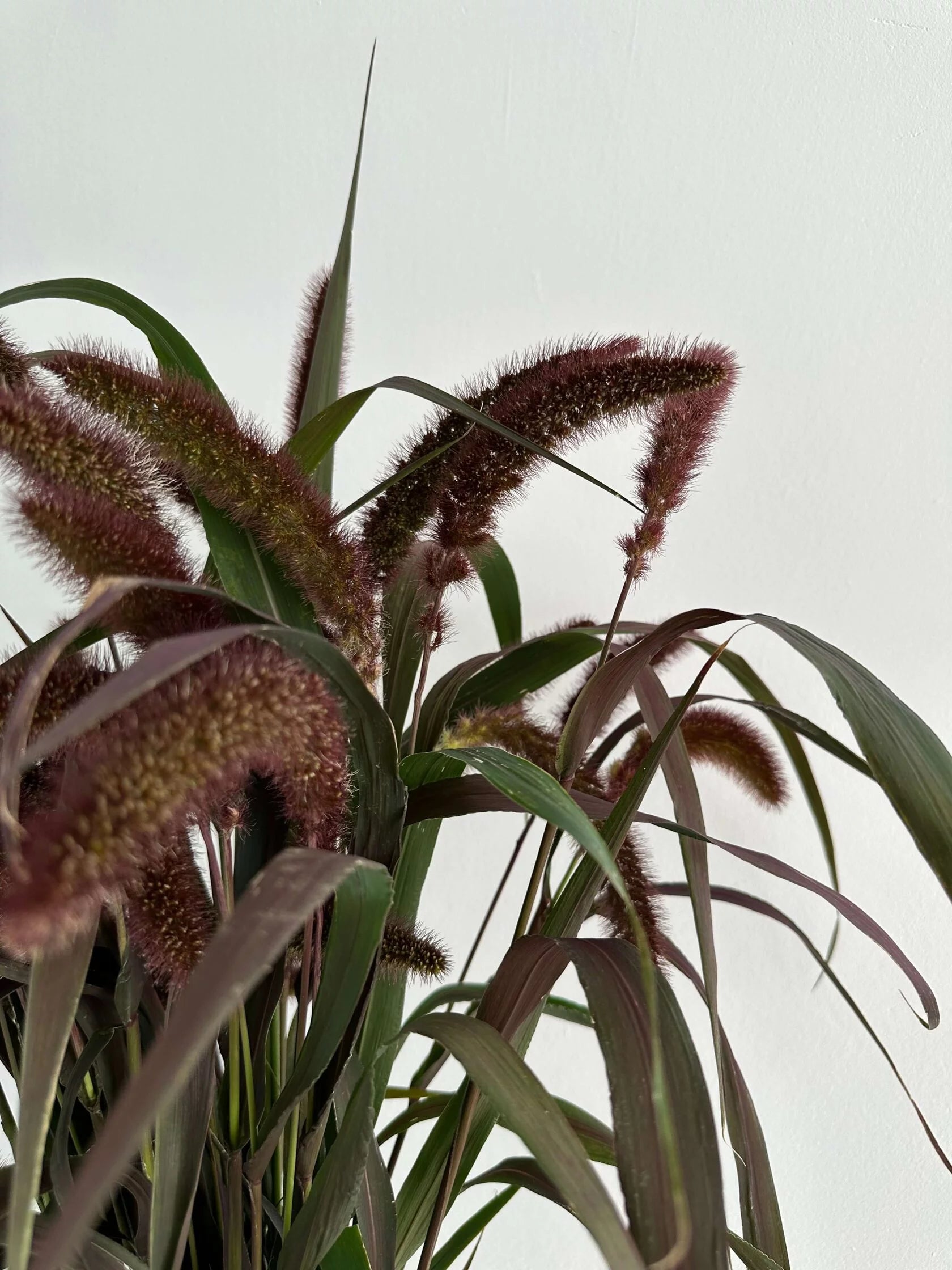 Setaria Italica Red Jewel