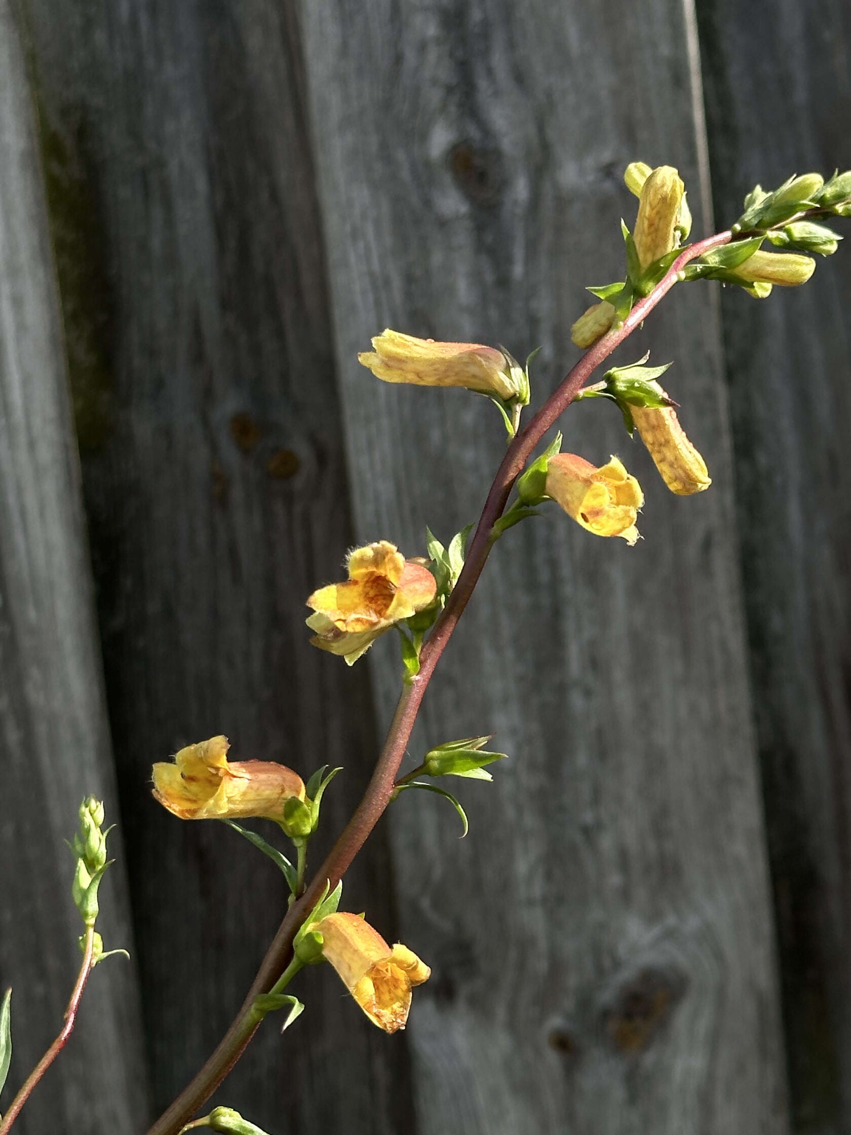 Digitalis Obscura Sunset