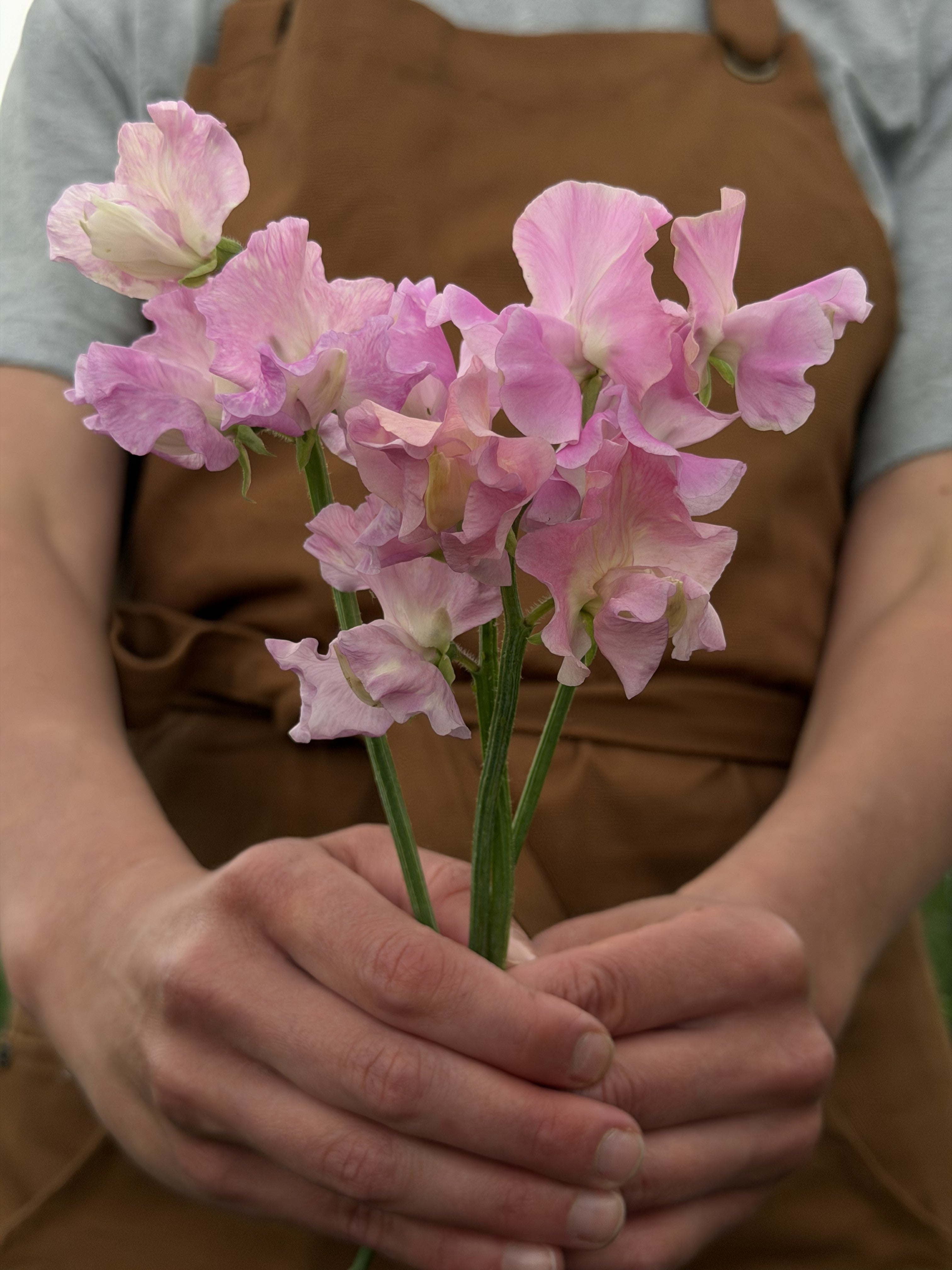 Sweet Pea Lilac Romance - FluffyFlower