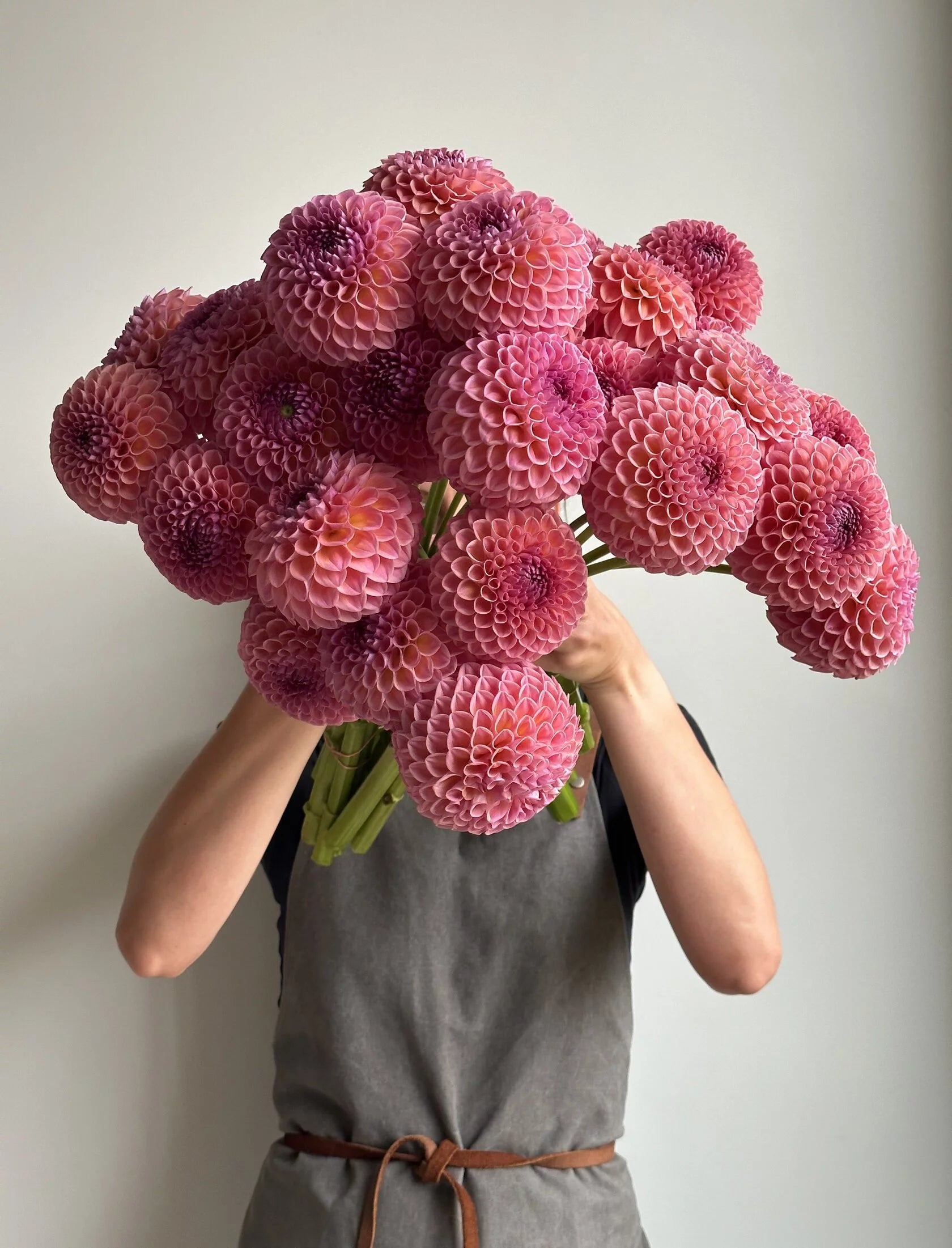 Dahlia Jowey Winnie