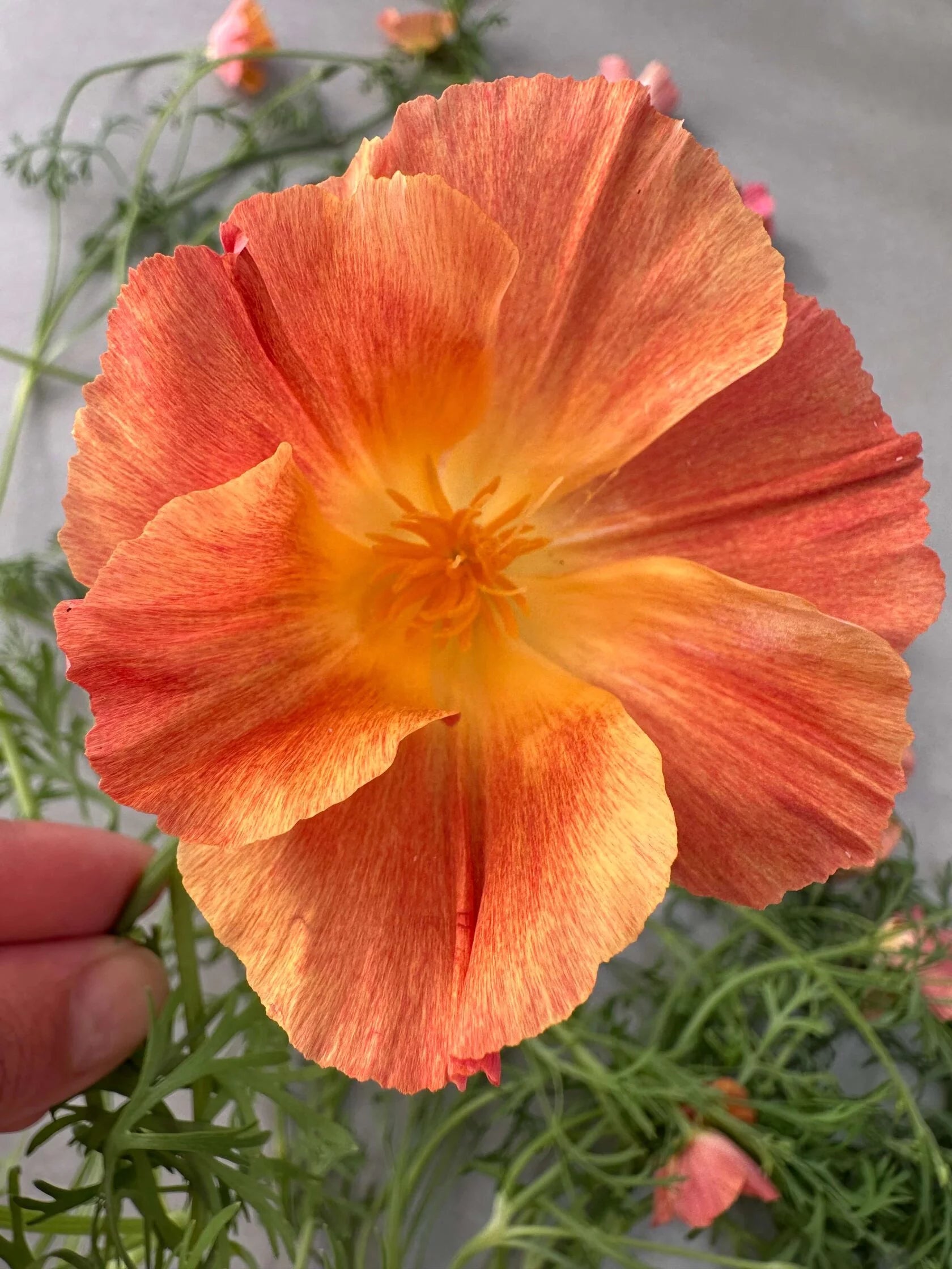 California Poppy Apricot Chiffon (Eschscholzia)