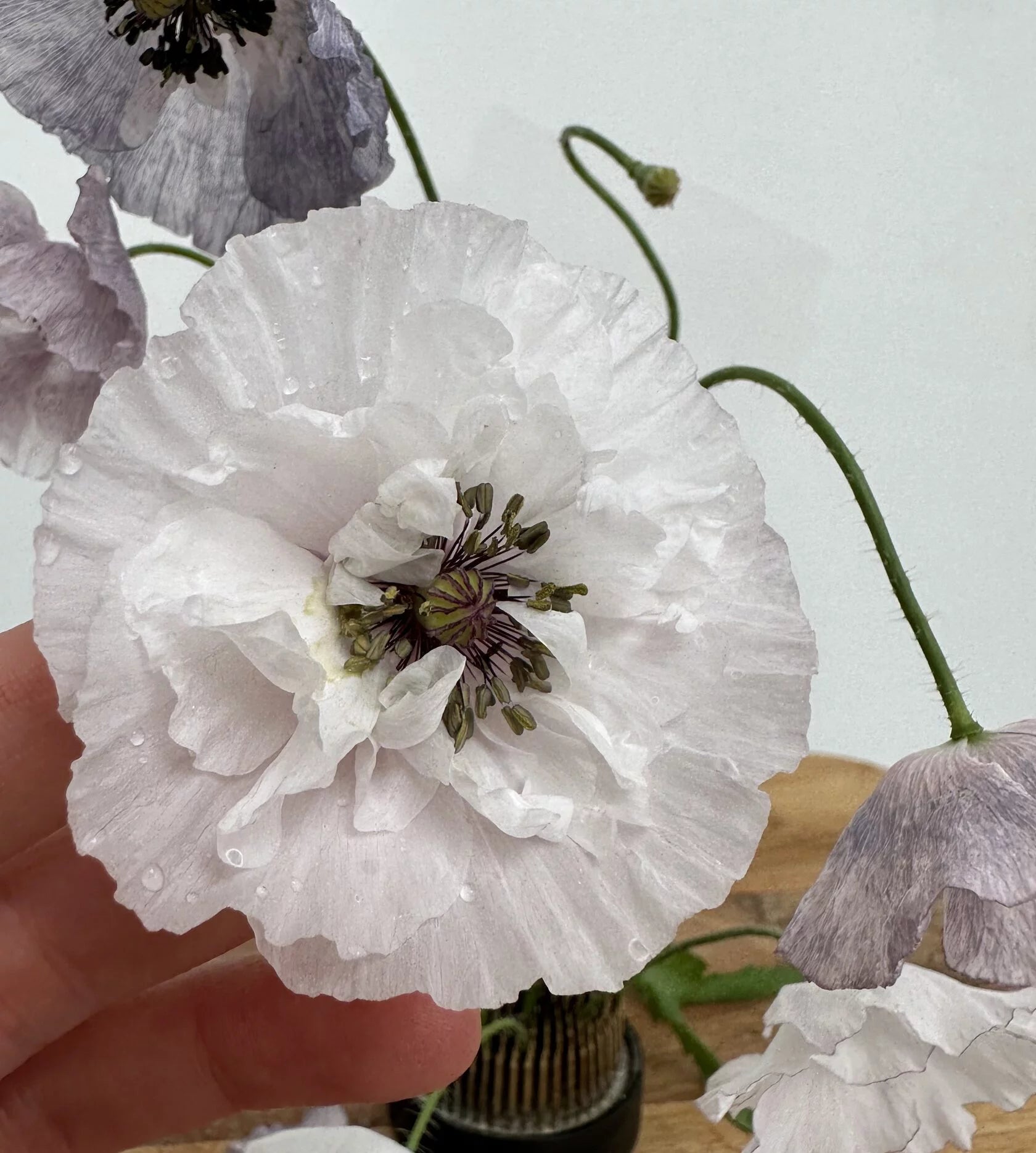 Shirley Poppy Dawn Chorus