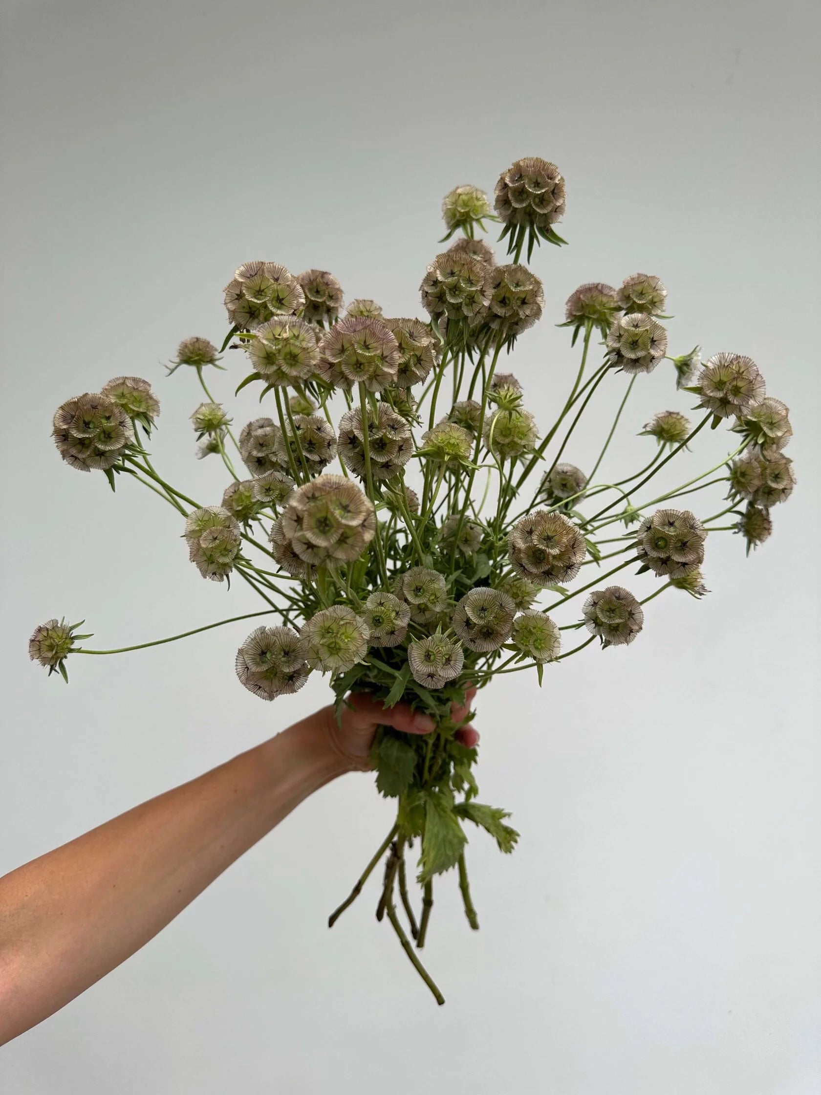 Scabiosa Stellata Satellite
