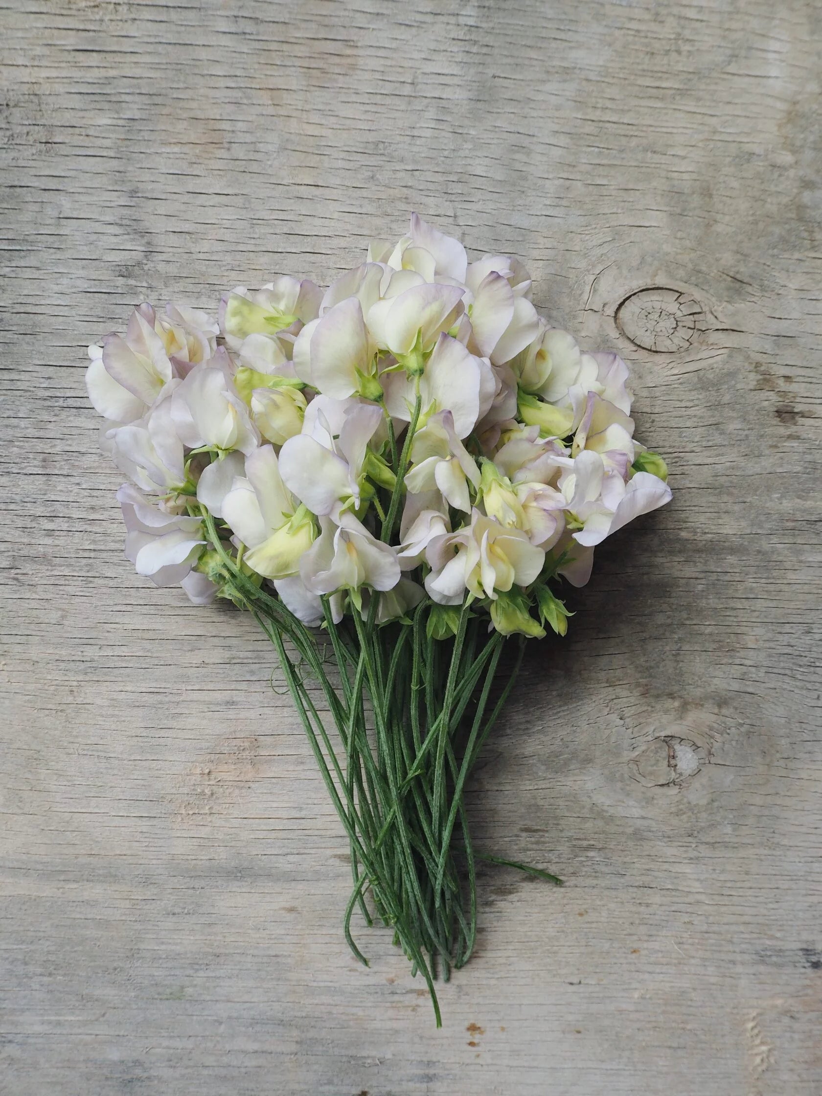 Sweet Pea Old Times