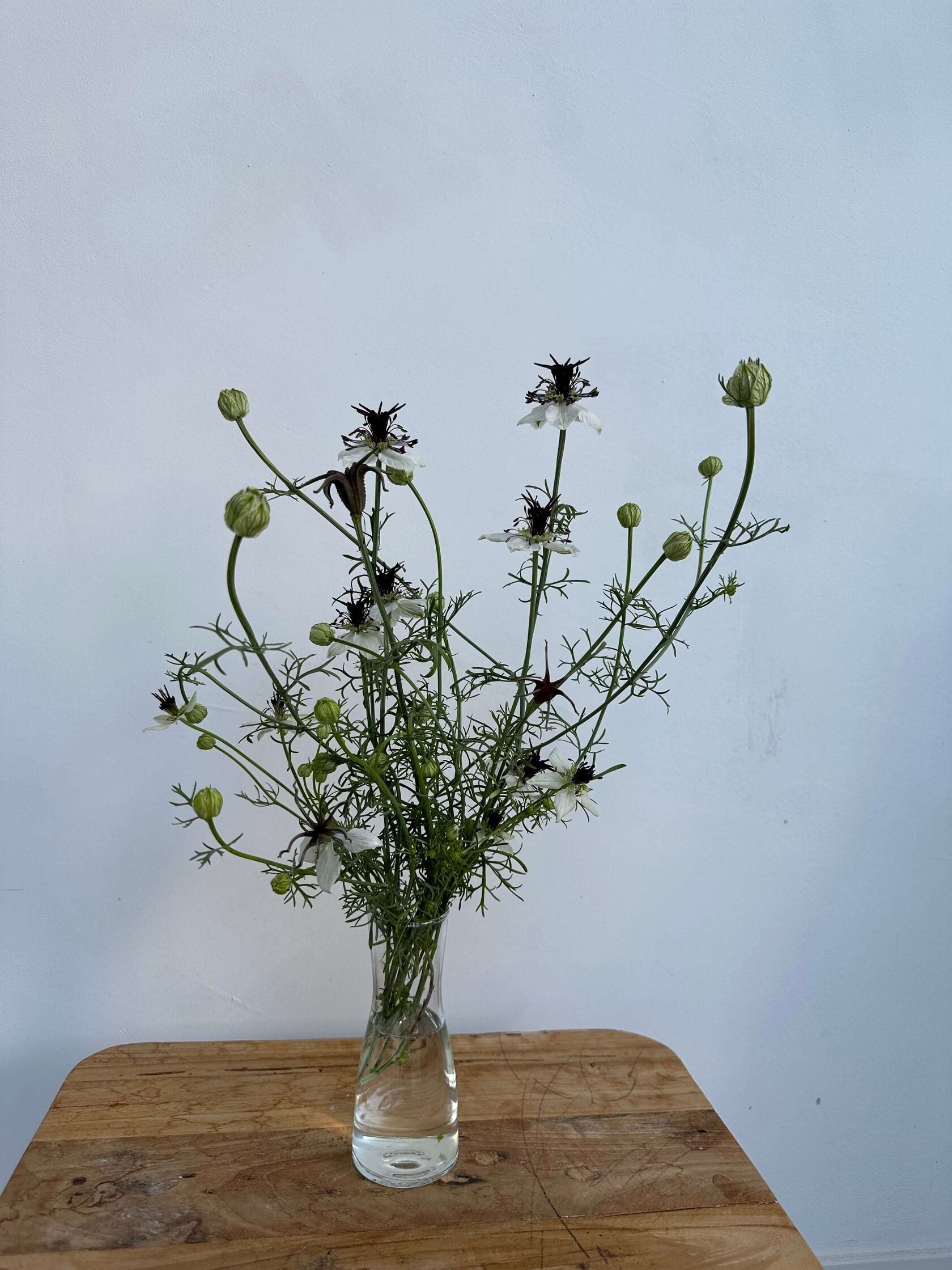 Nigella African Bride