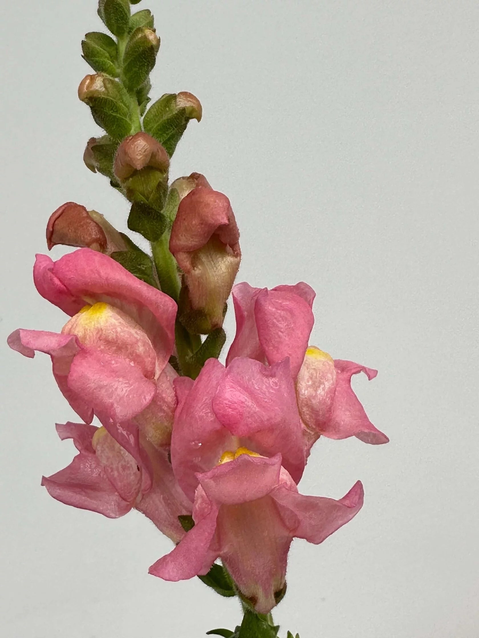 Antirrhinum Rocket F1 Pink