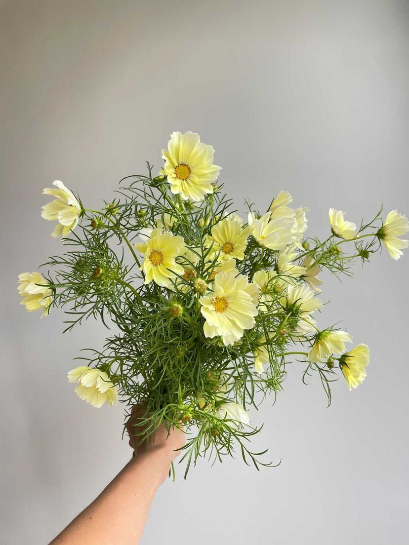 Cosmos Xanthos