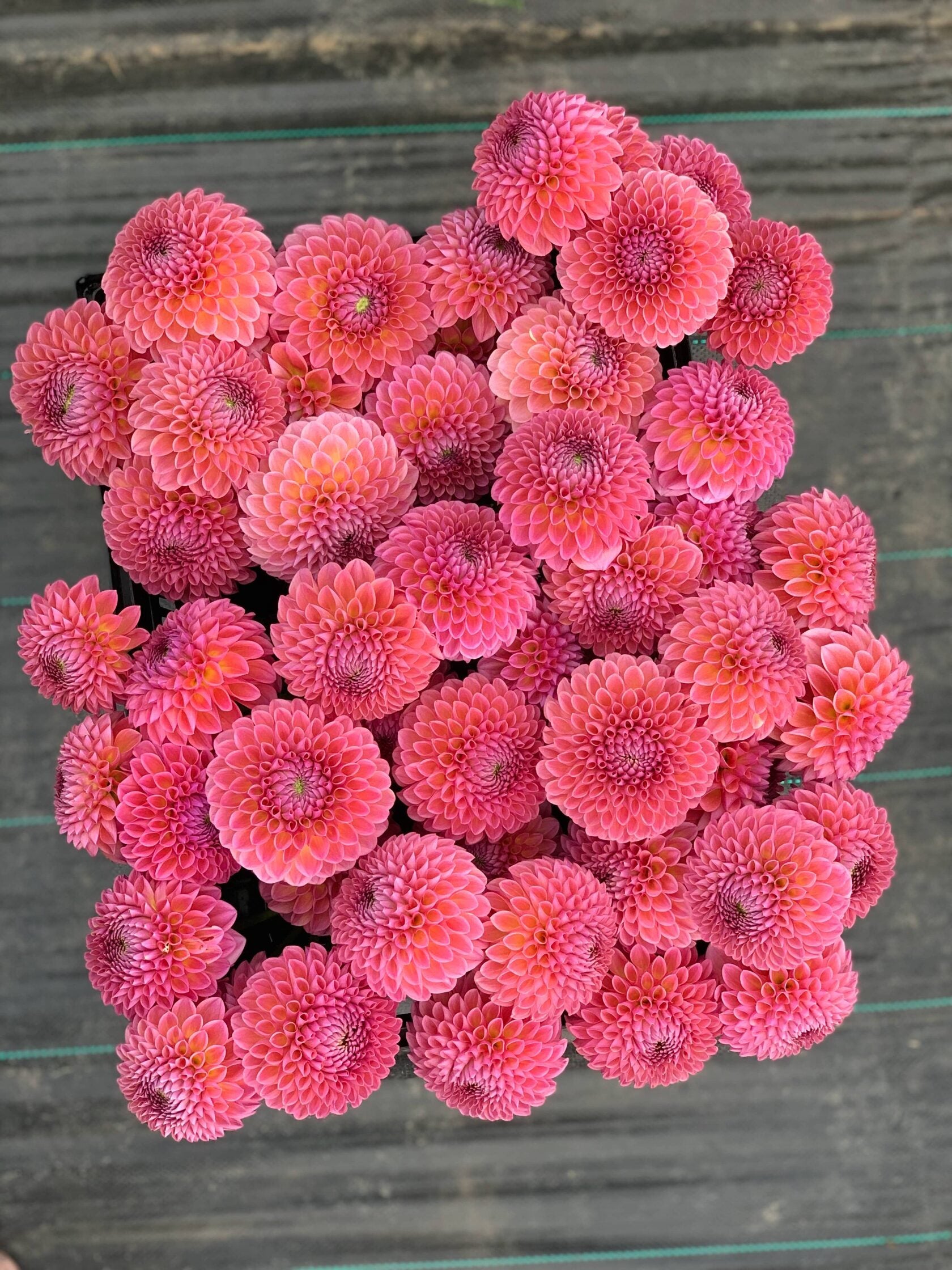 Dahlia Jowey Winnie