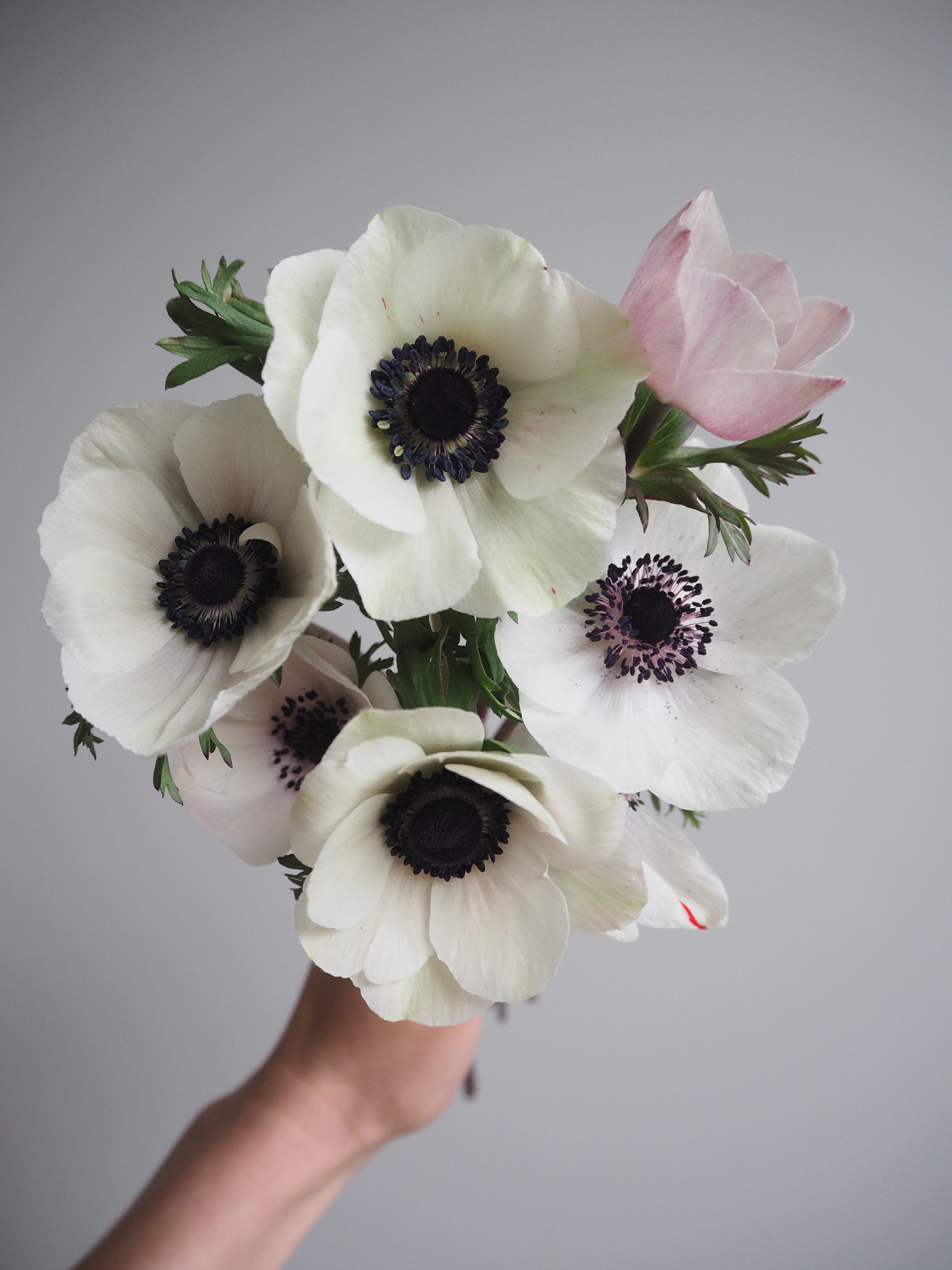 Anemone Mistral Panda