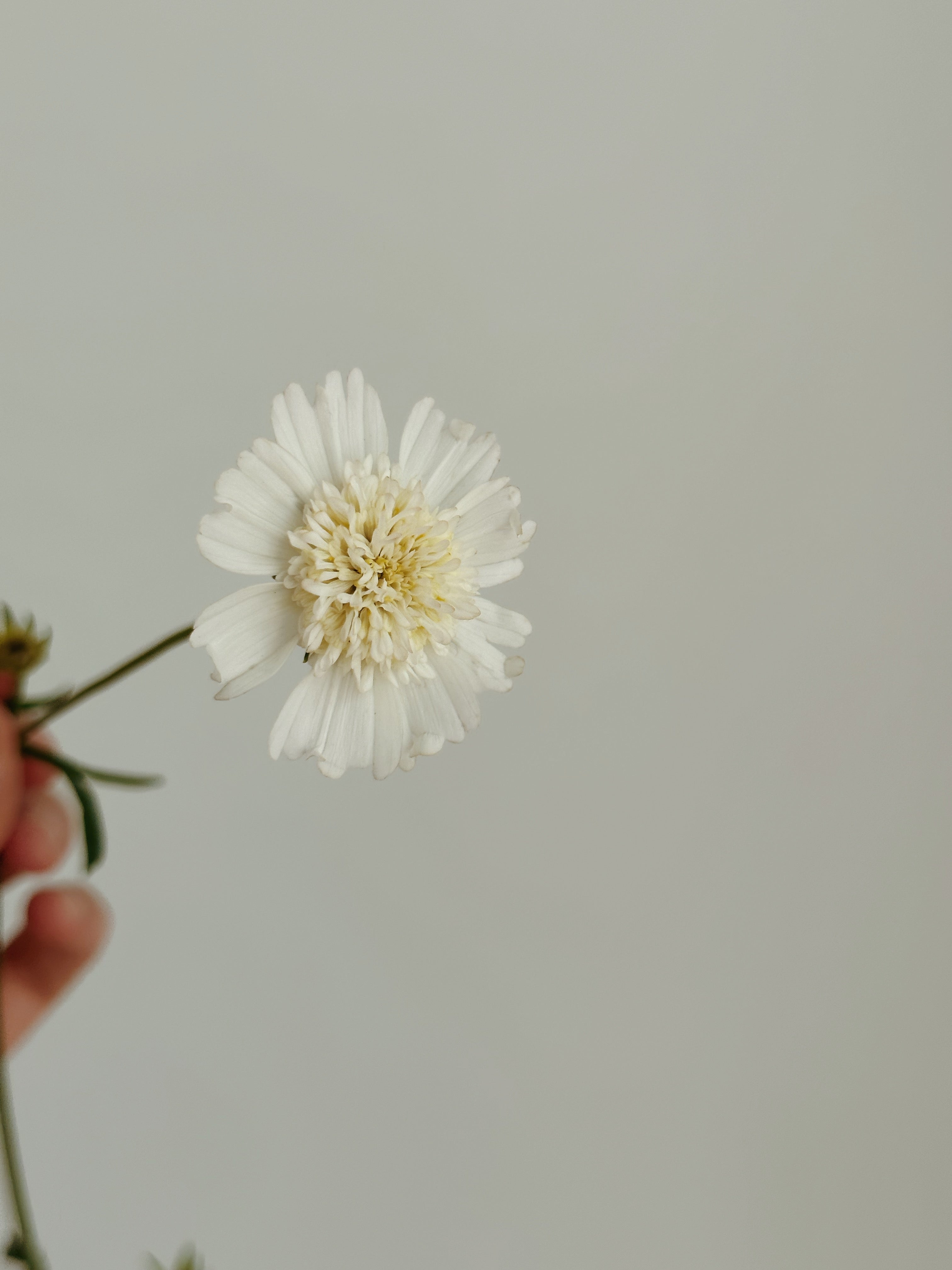 Cosmos Popsocks White