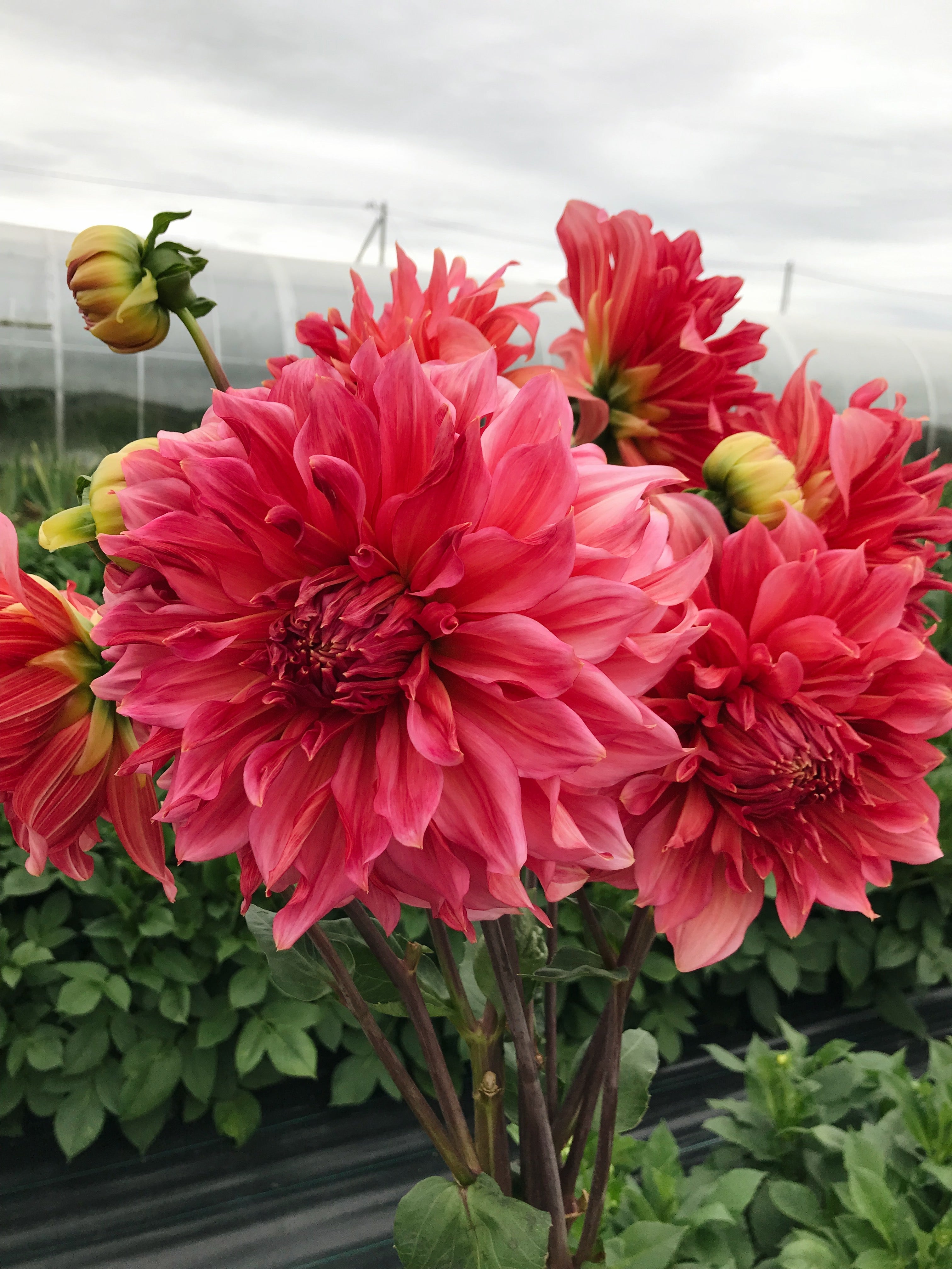 Dahlia Islander