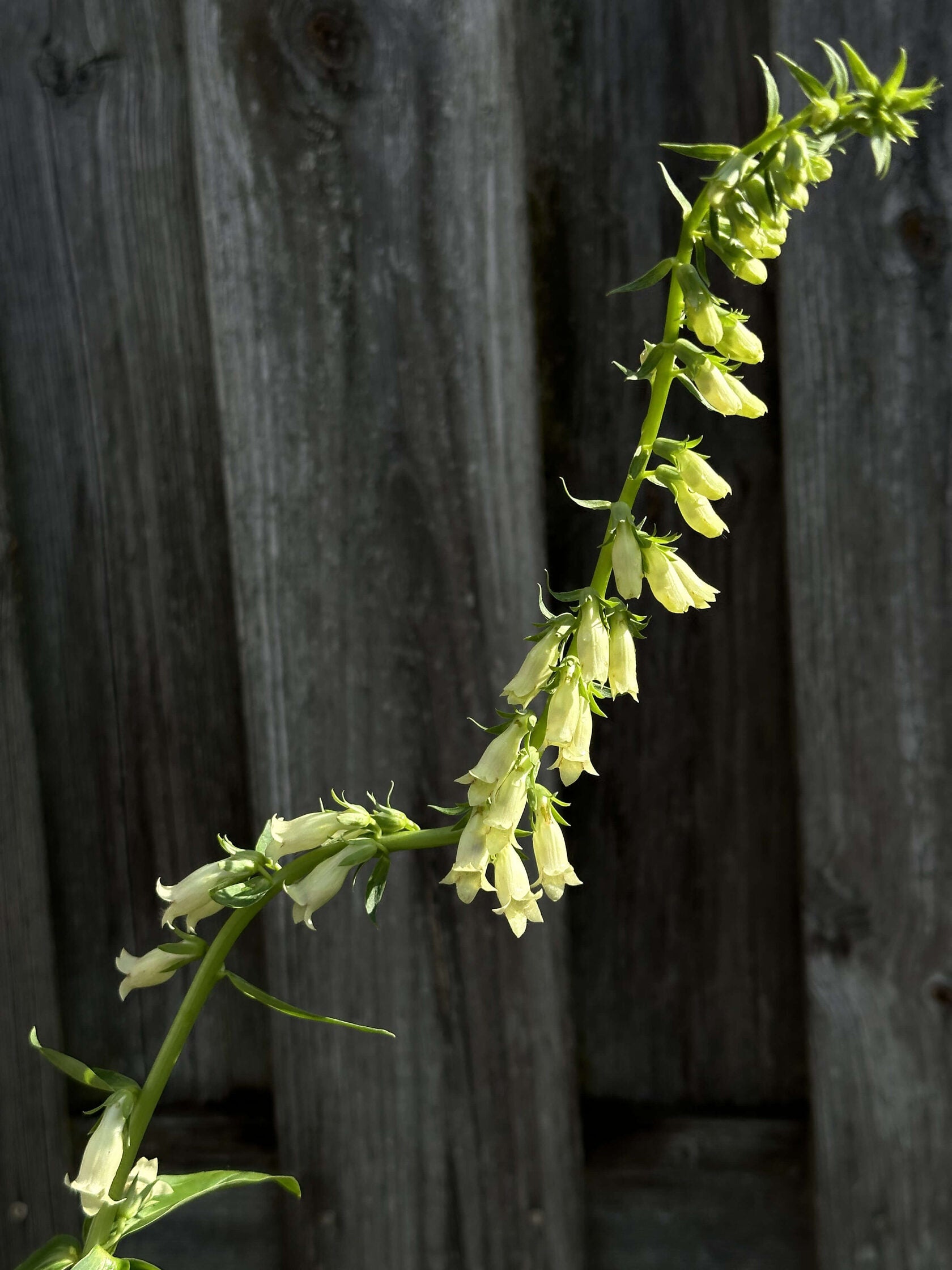 Digitalis Lutea