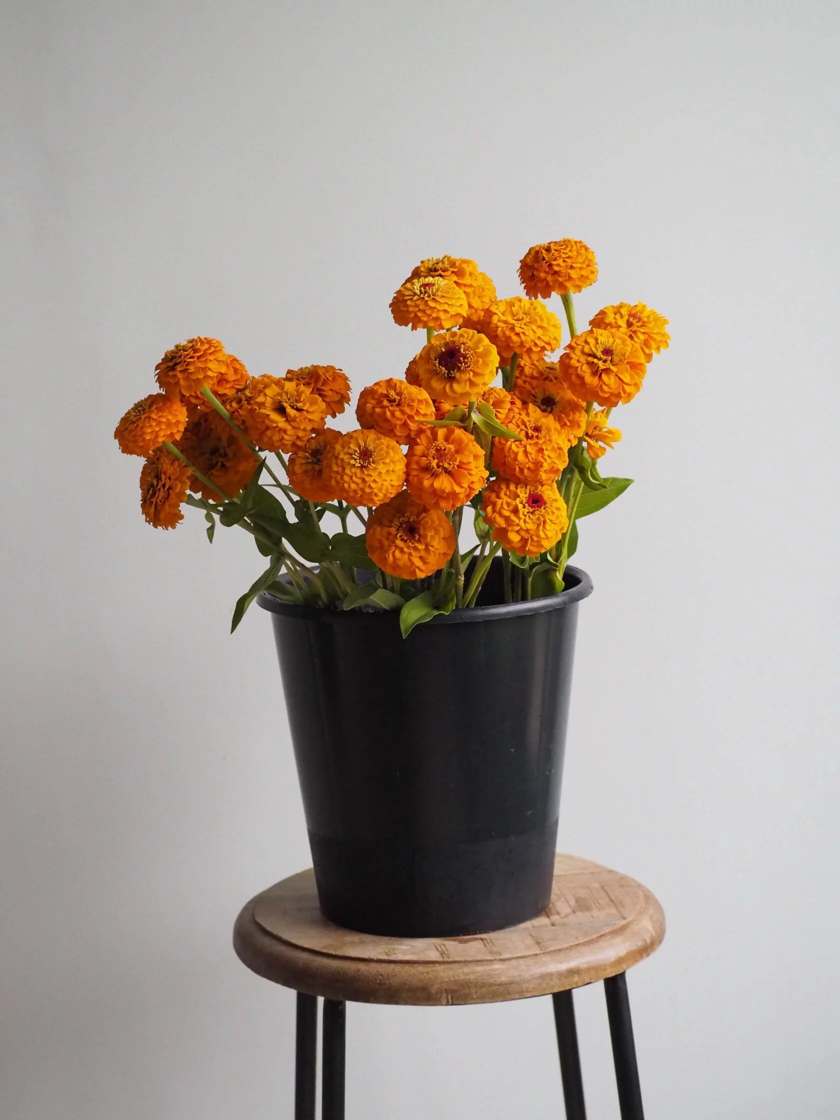 Zinnia Oklahoma Golden Yellow
