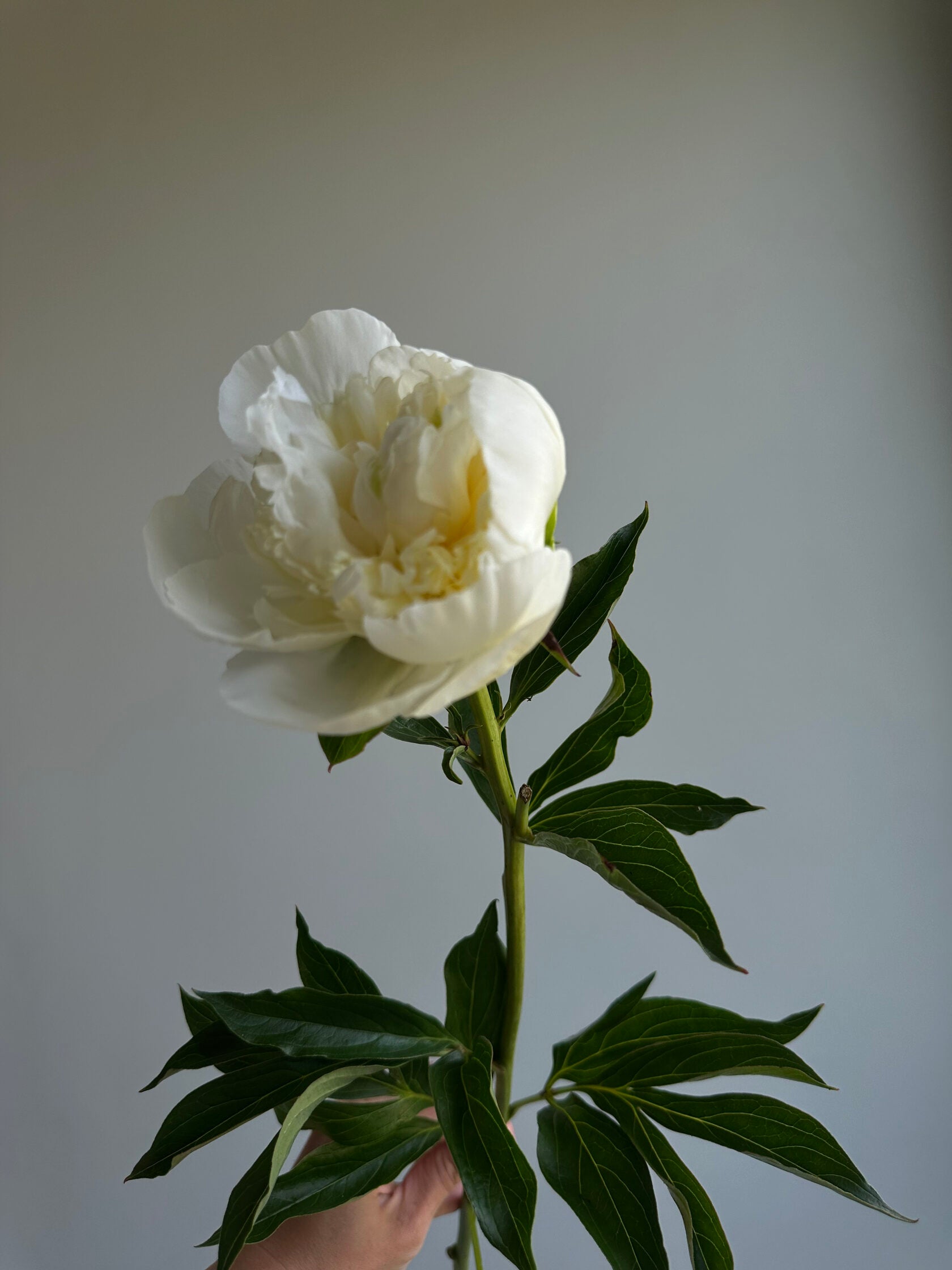 Peony Duchesse de Nemours