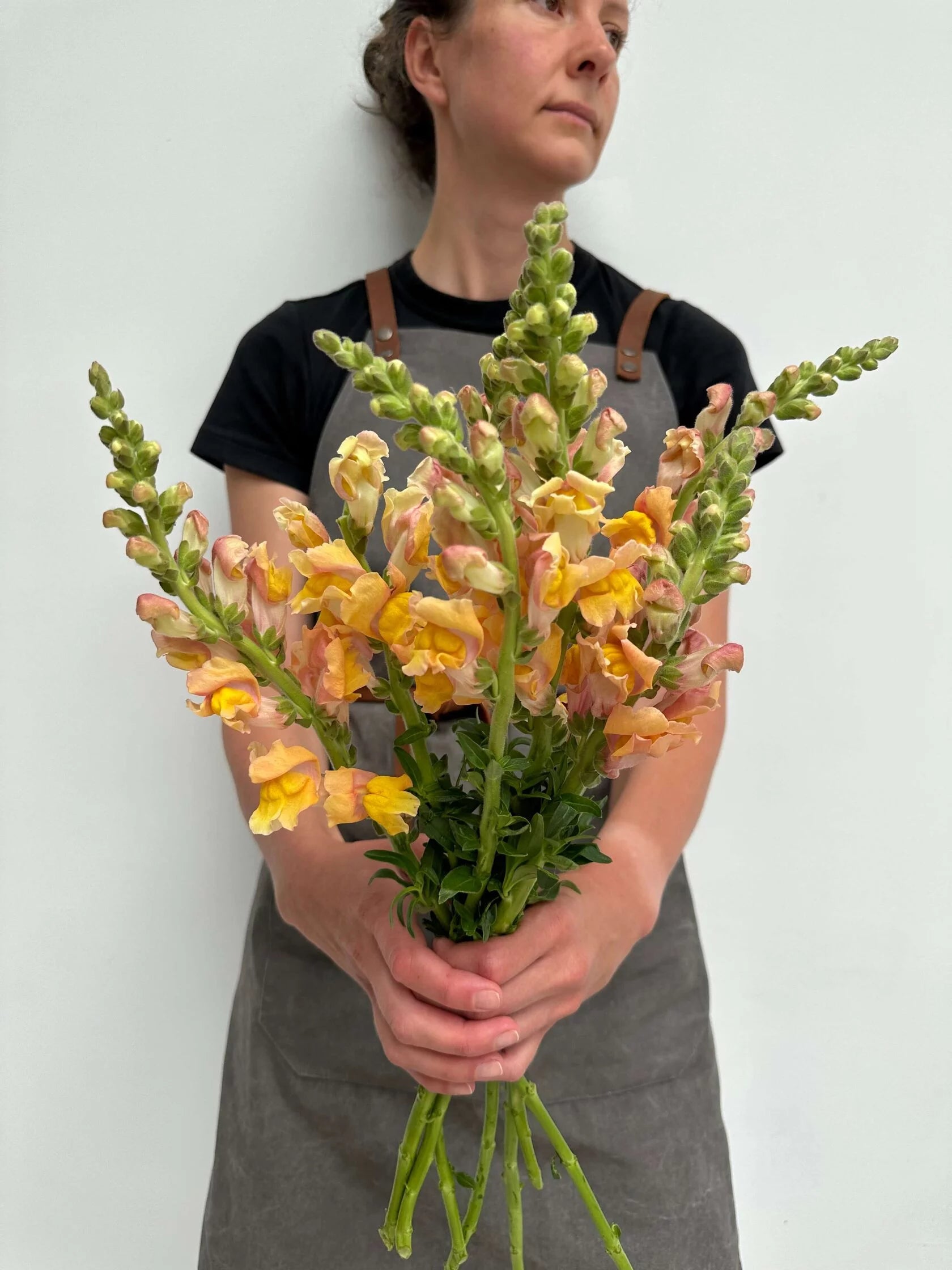 Antirrhinum Rocket F1 Bronze