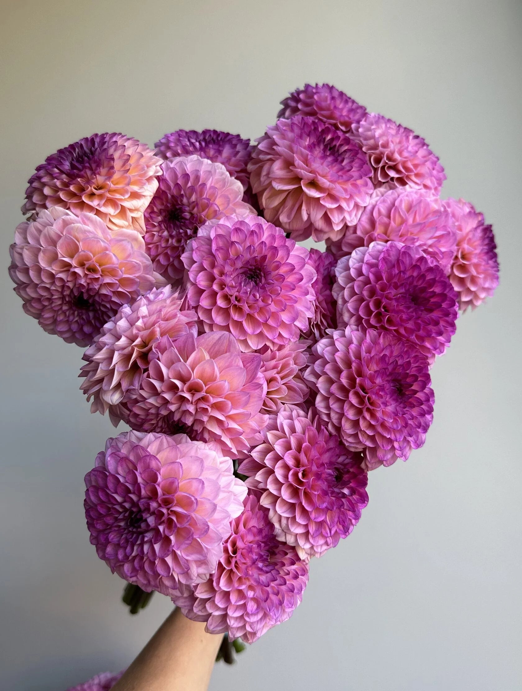 Dahlia Wine Eyed Jill