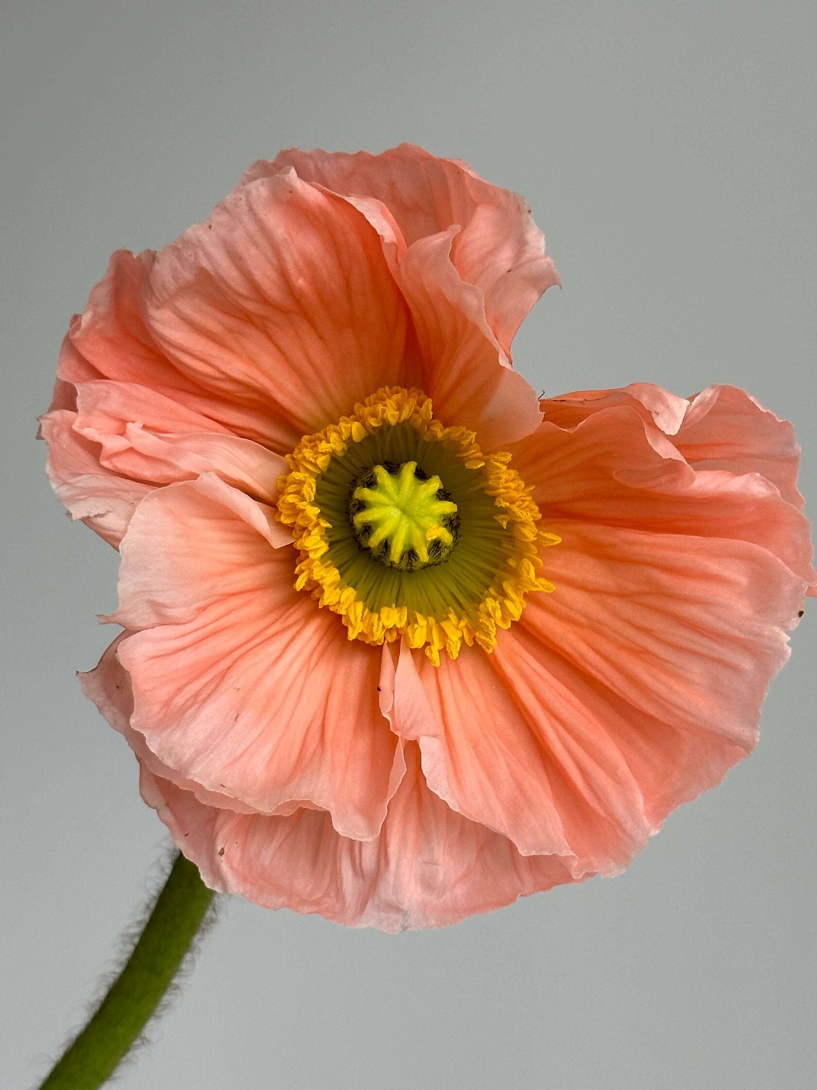 Iceland Poppy Pastello Pink