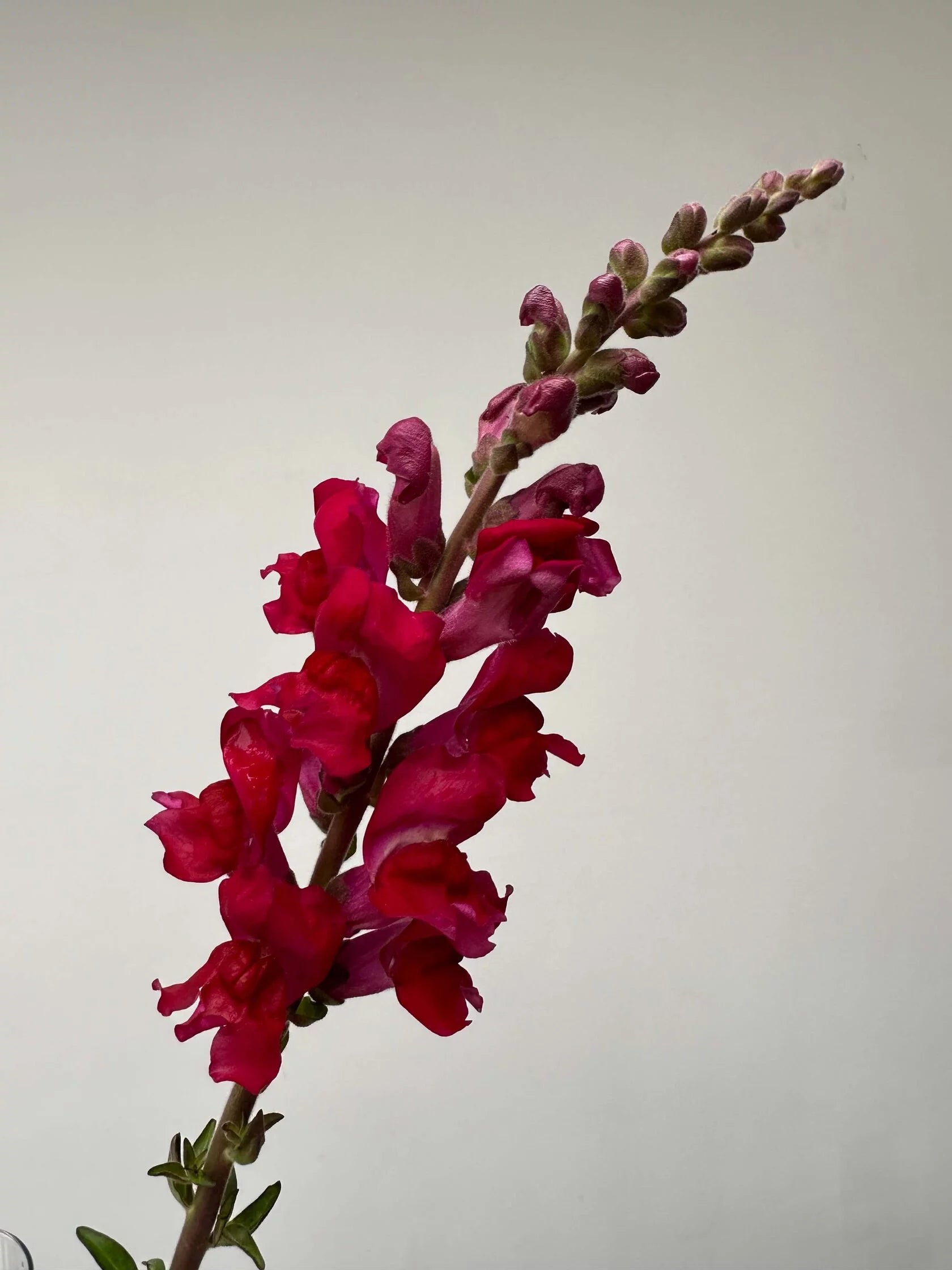 Antirrhinum Costa Summer Velvet