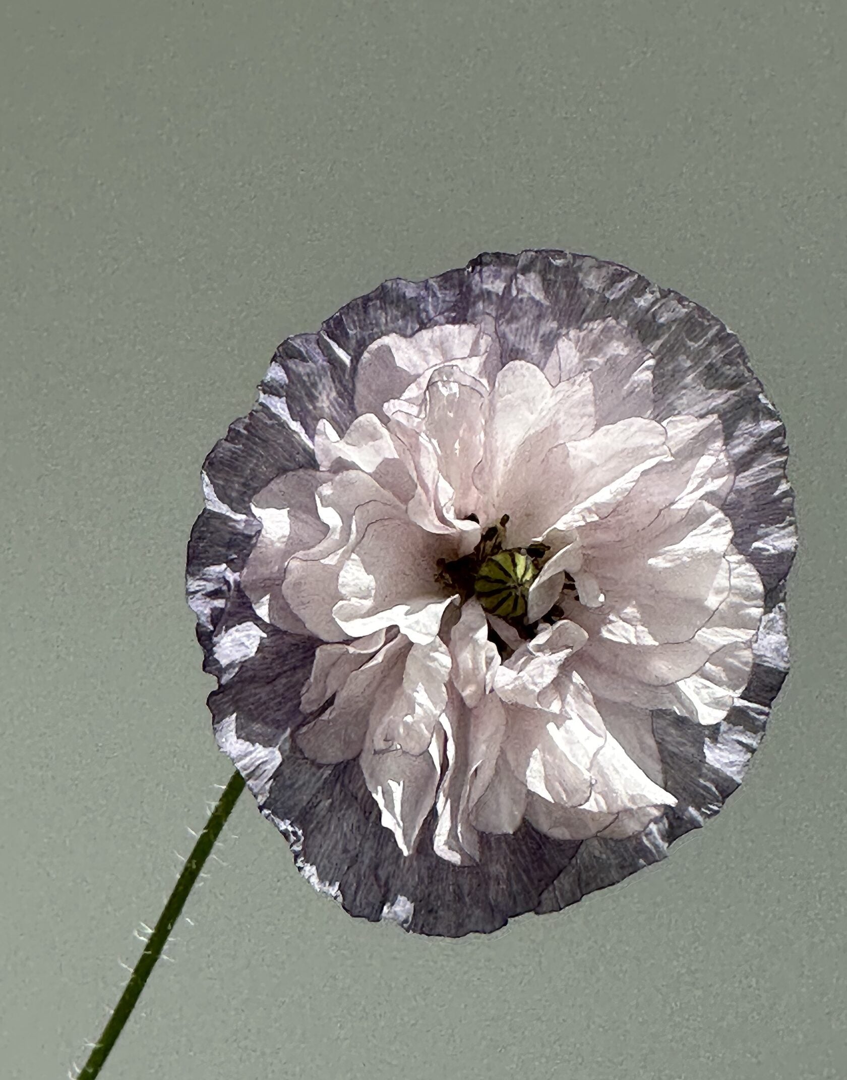 Shirley Poppy Dawn Chorus